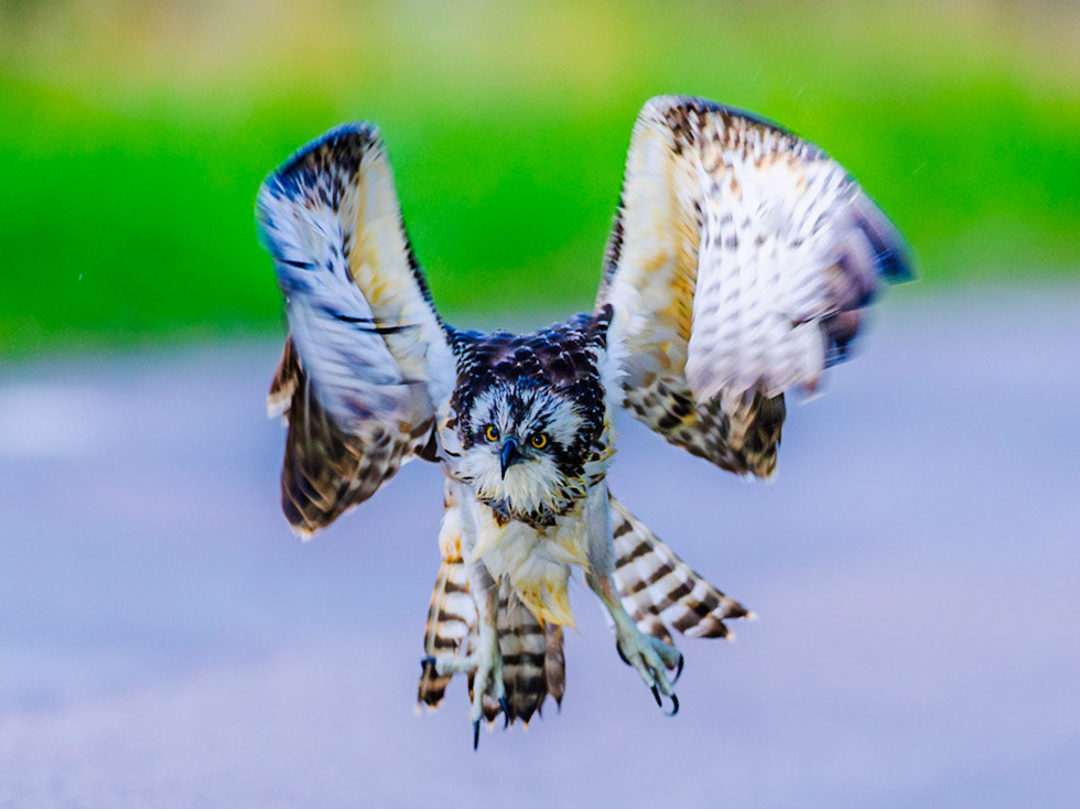 Osprey