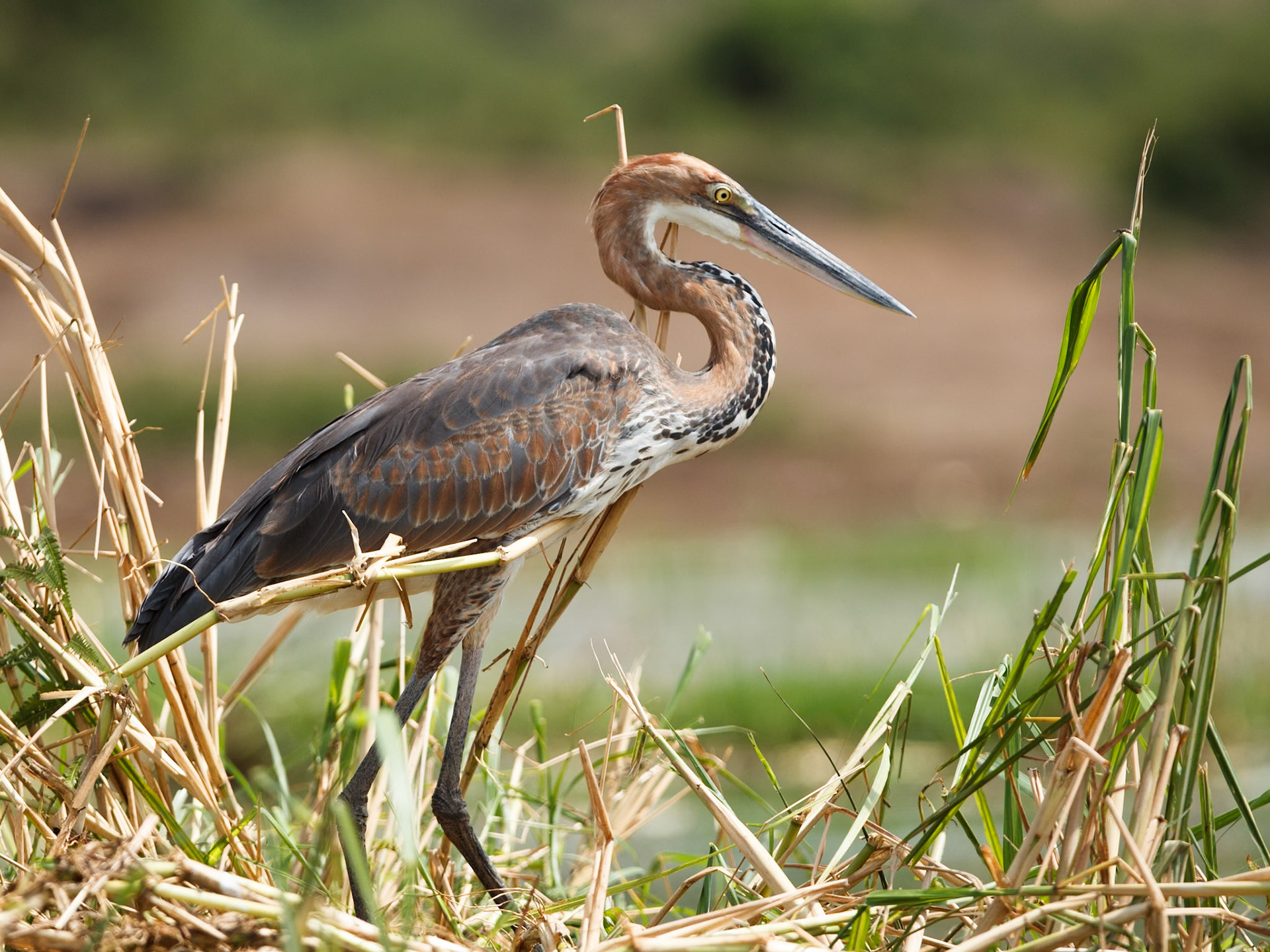 Goliath Heron