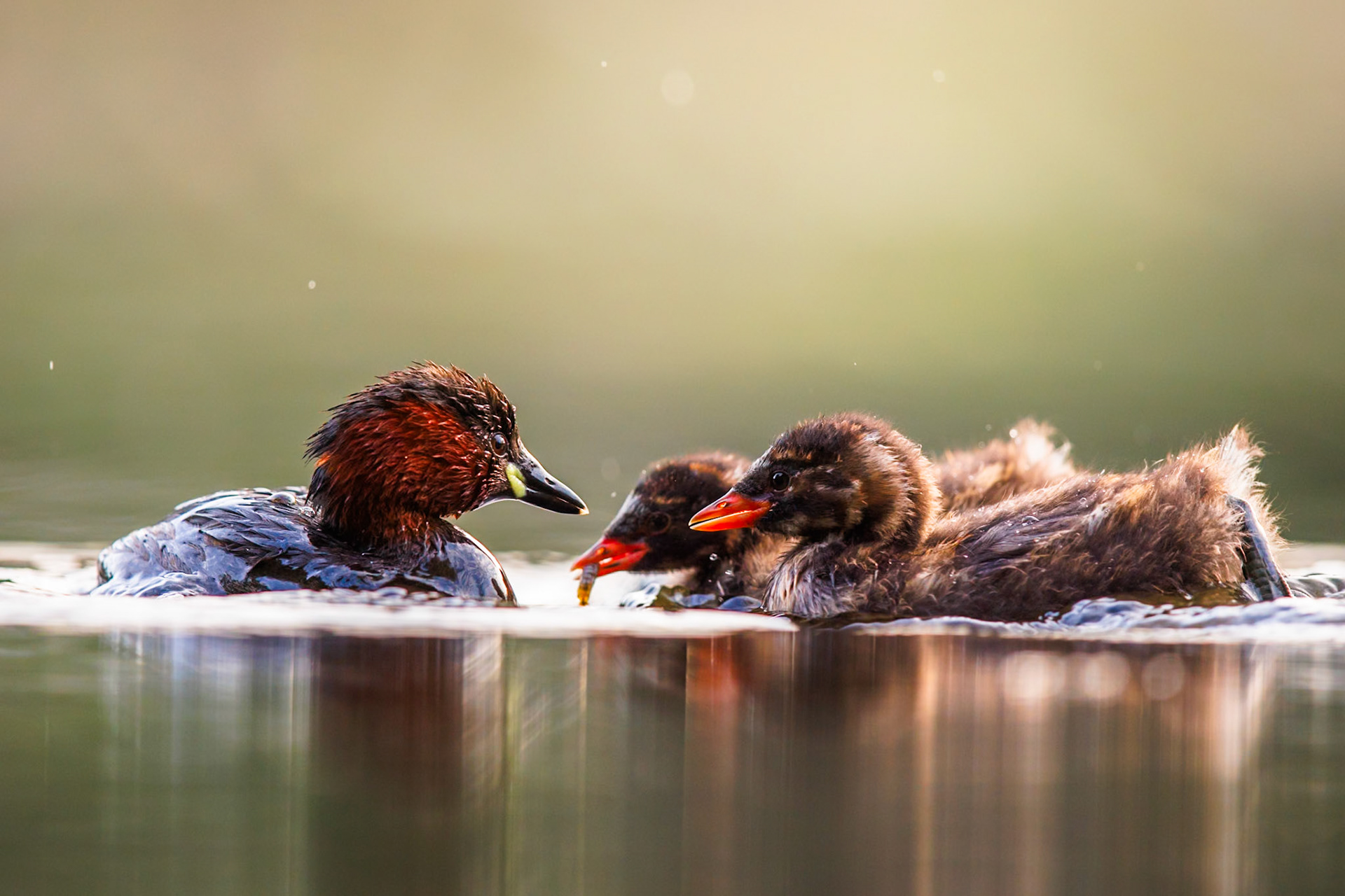 Little Grebe