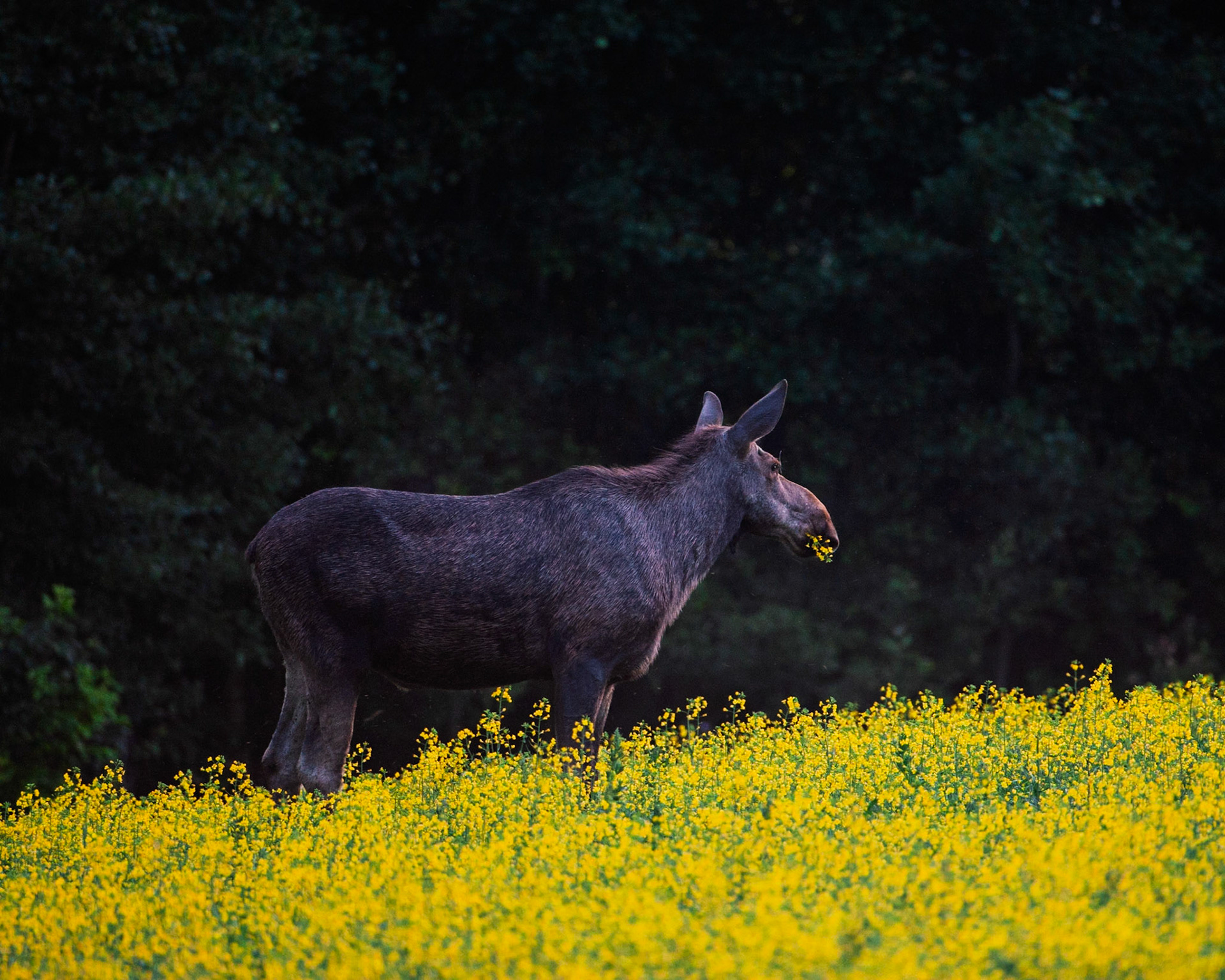 Moose