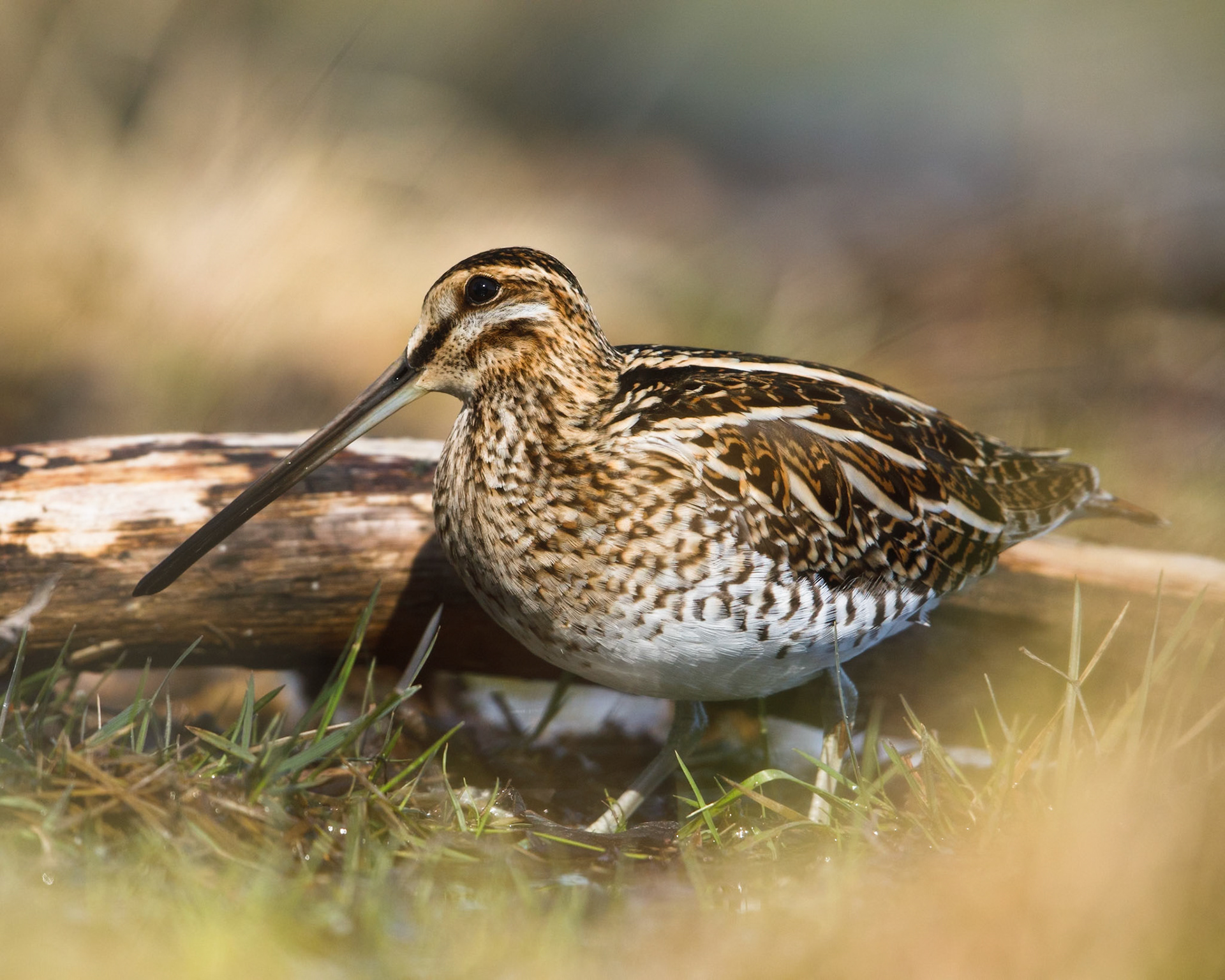 Common Snipe