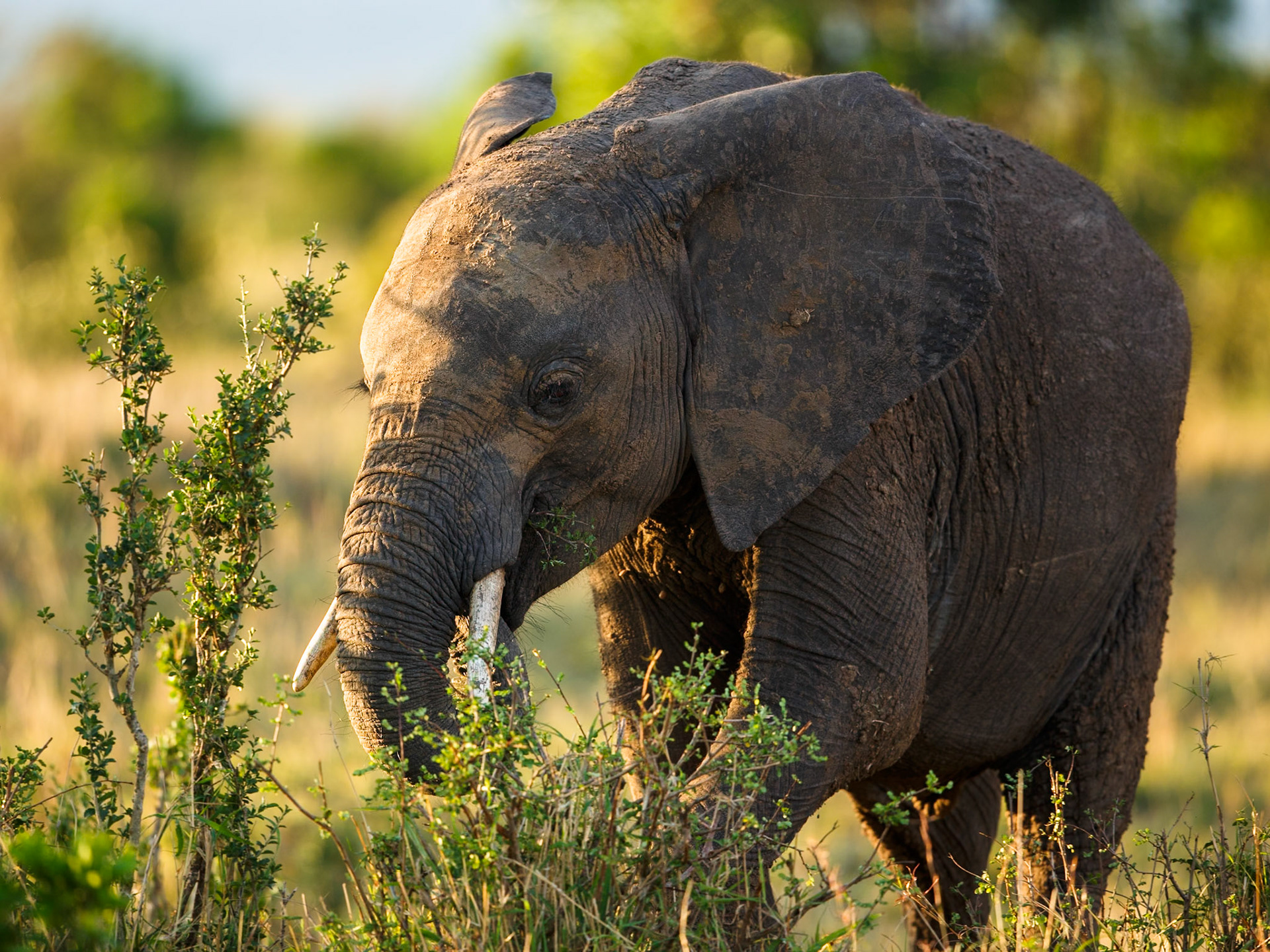Savanna Elephant in Masai Mara 2014