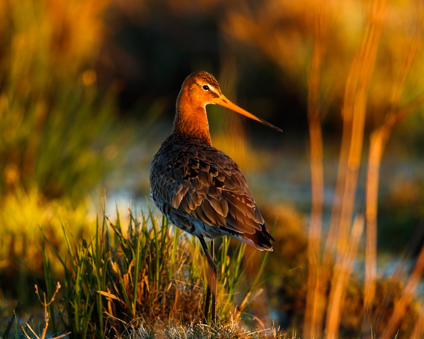Black-Tailed Godwit