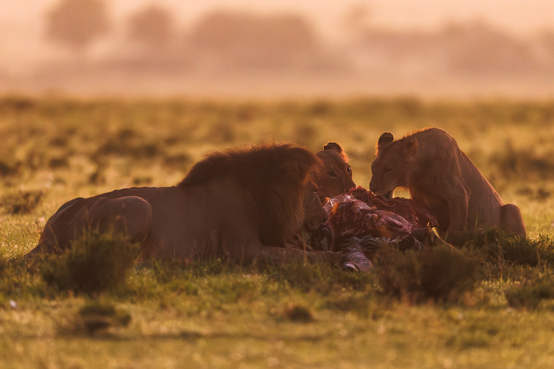 Lions in Masai Mara 2026