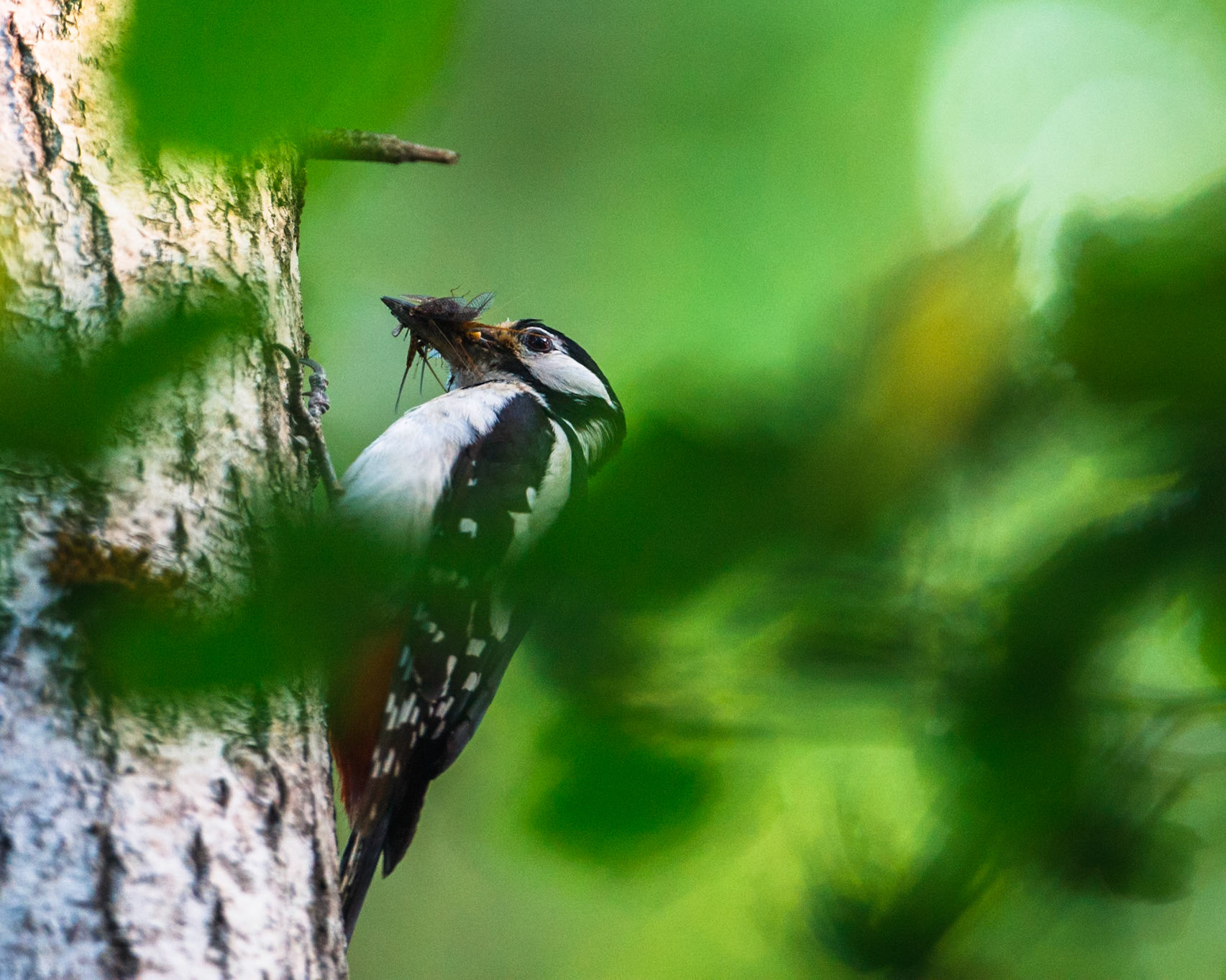 Great Spotted Woodpecker