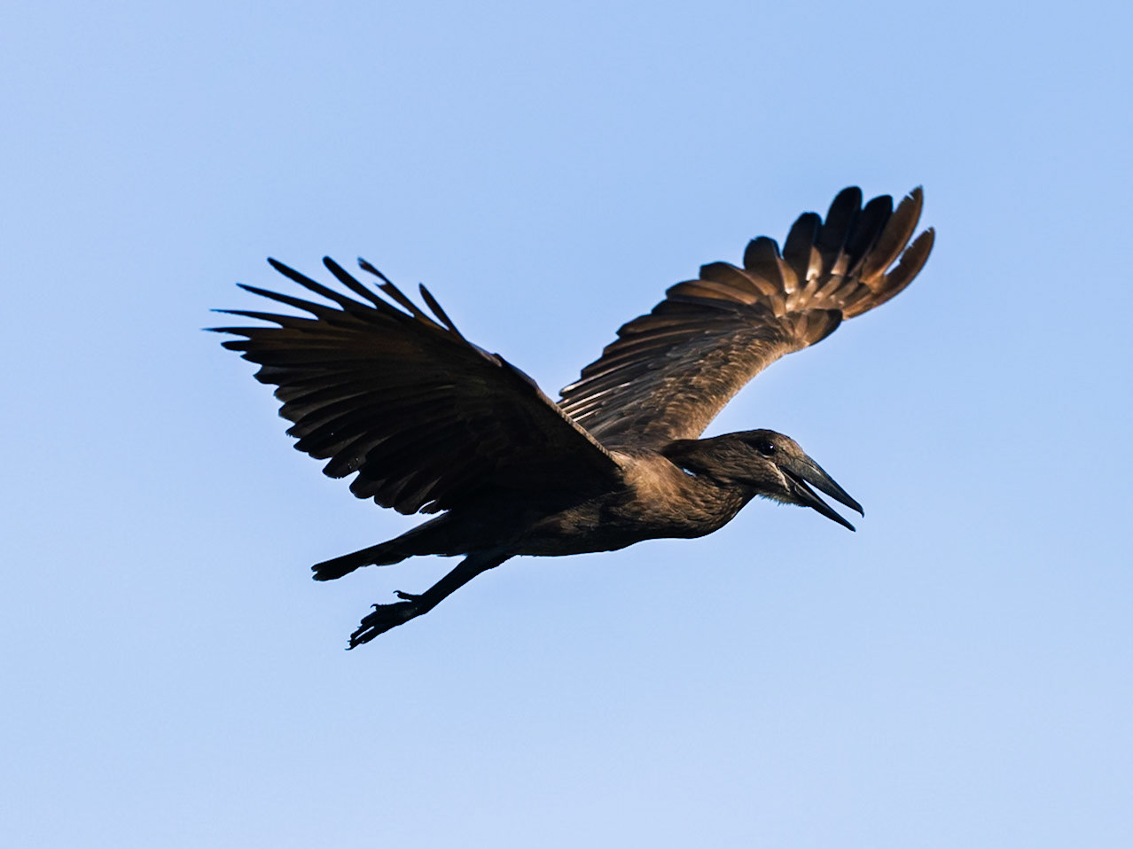 Hamerkop in Masai Mara 2026