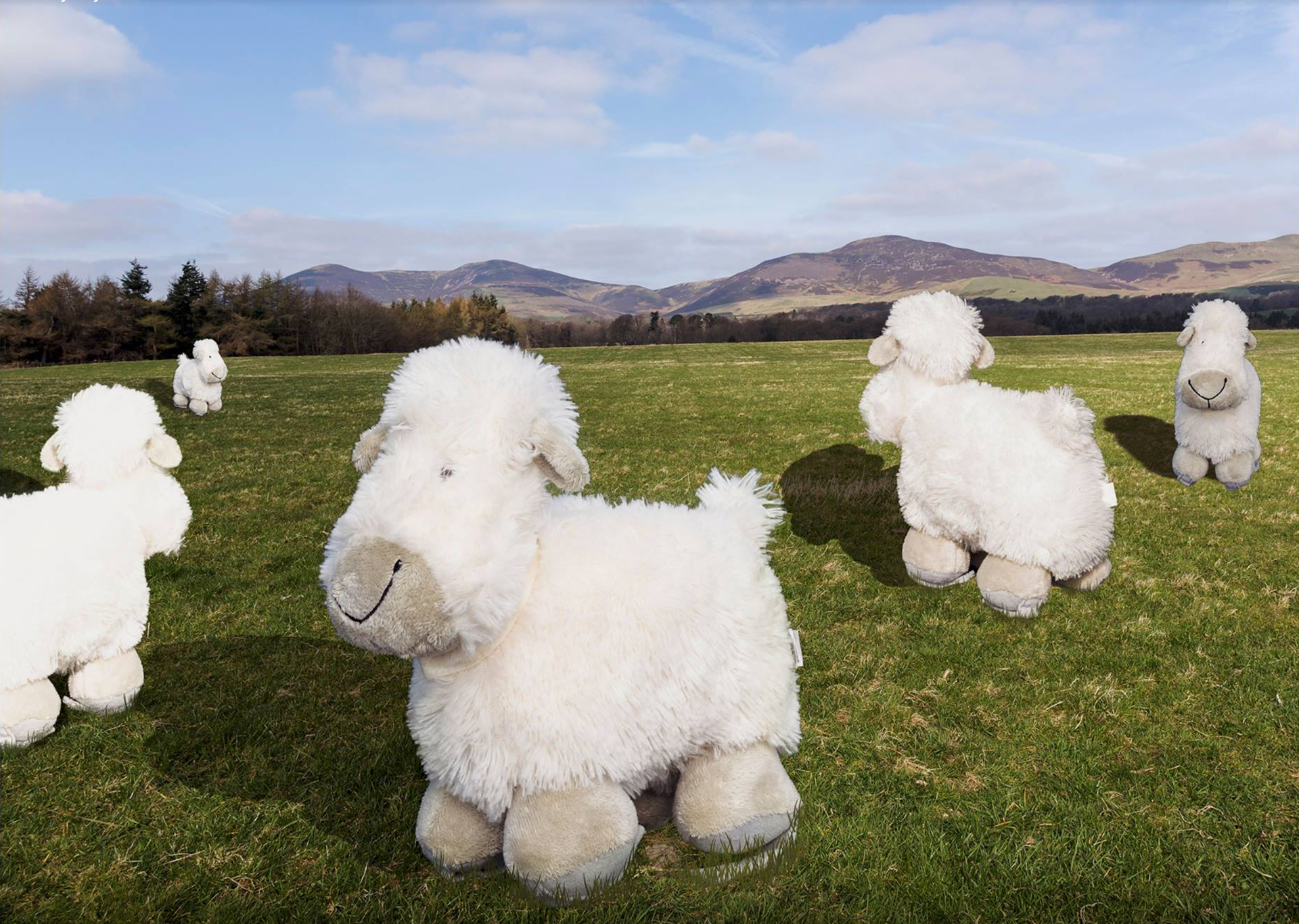 Composite Photo of toy sheep in a field