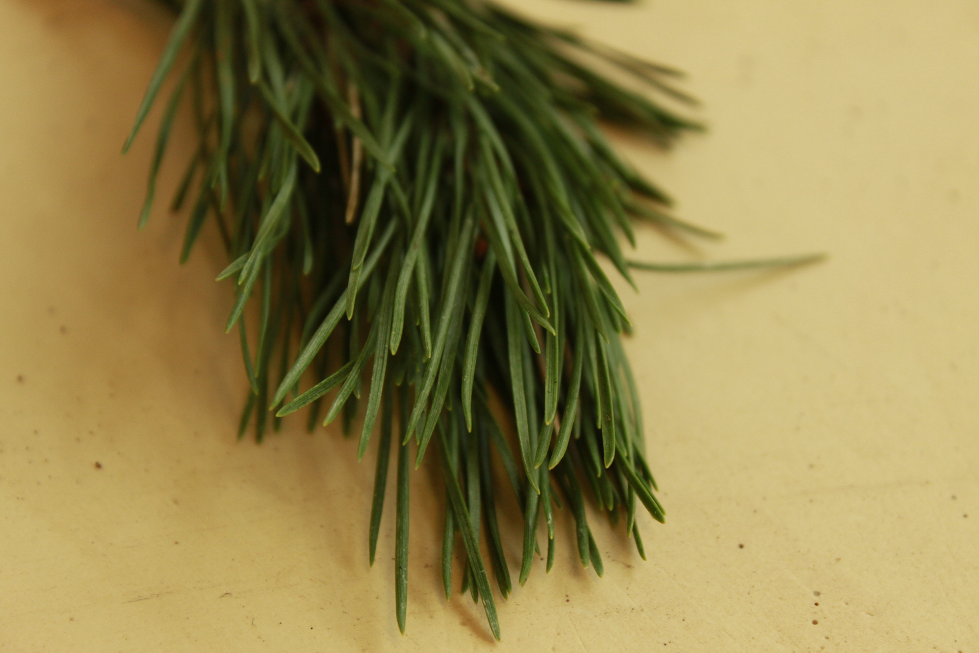 Pine Needle Brush