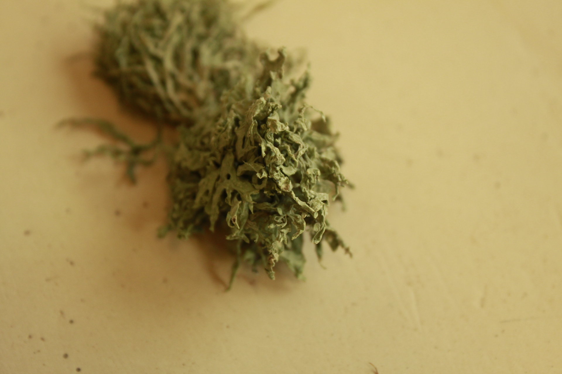 Old Man's Beard Moss