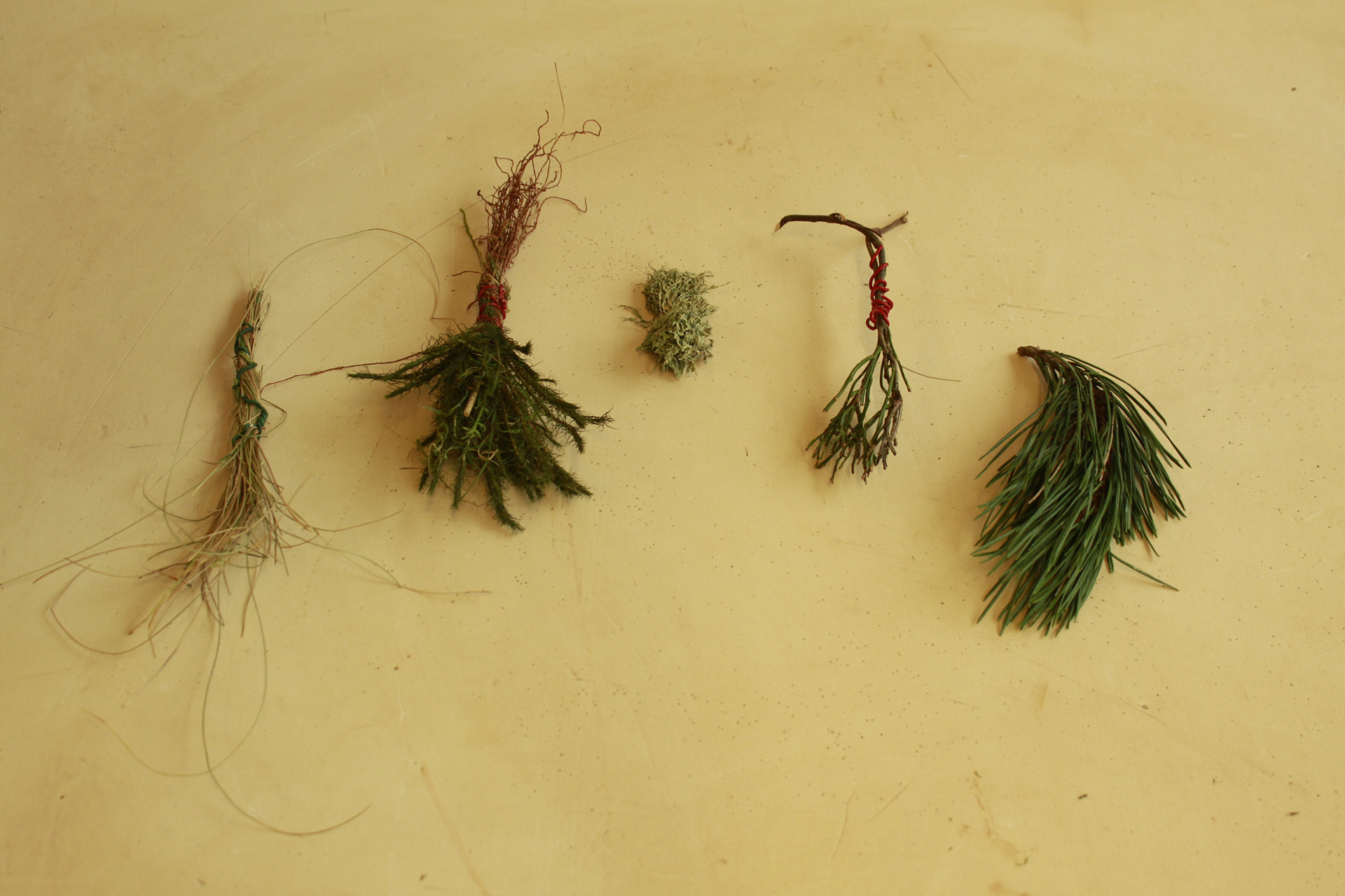 Assemblage of Brushes from Whitmoor Stitch (53°21′14″N , 001°50′52″W)