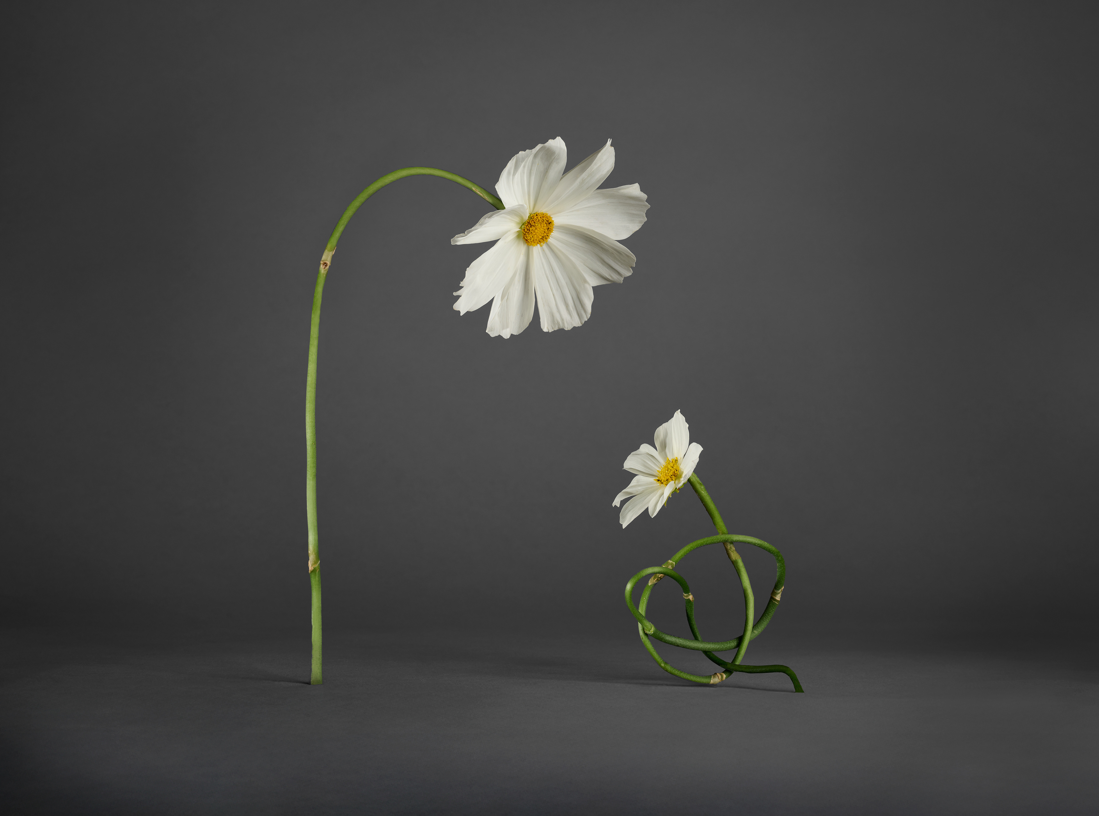 NYT with Pablo Delcan