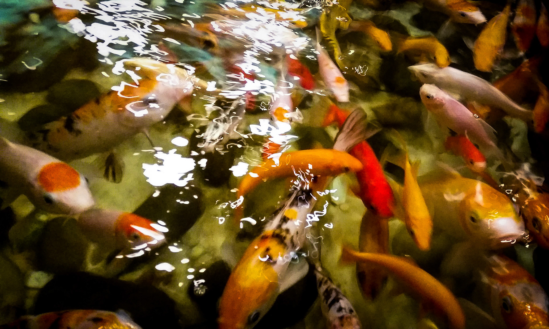 Koi Pond in Macau 🇲🇴