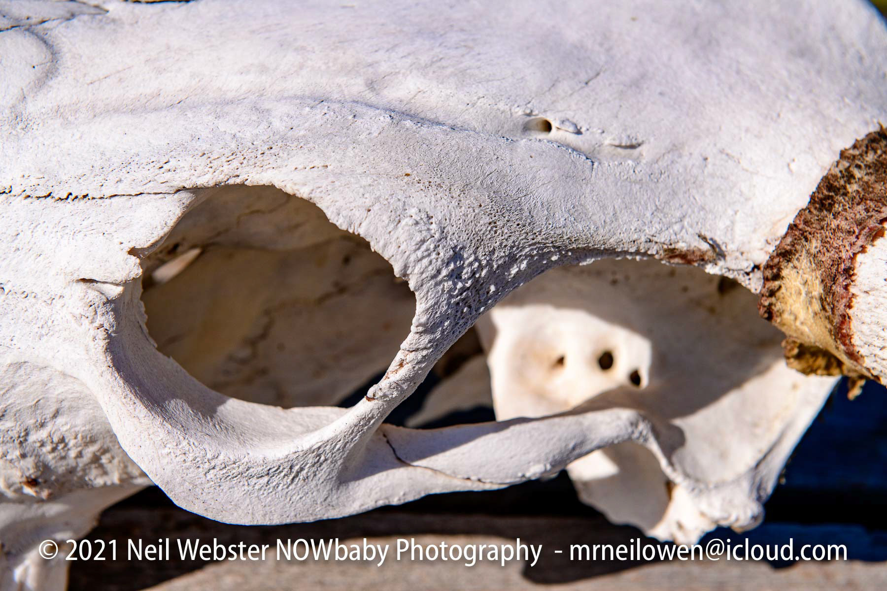 Close up of skull
