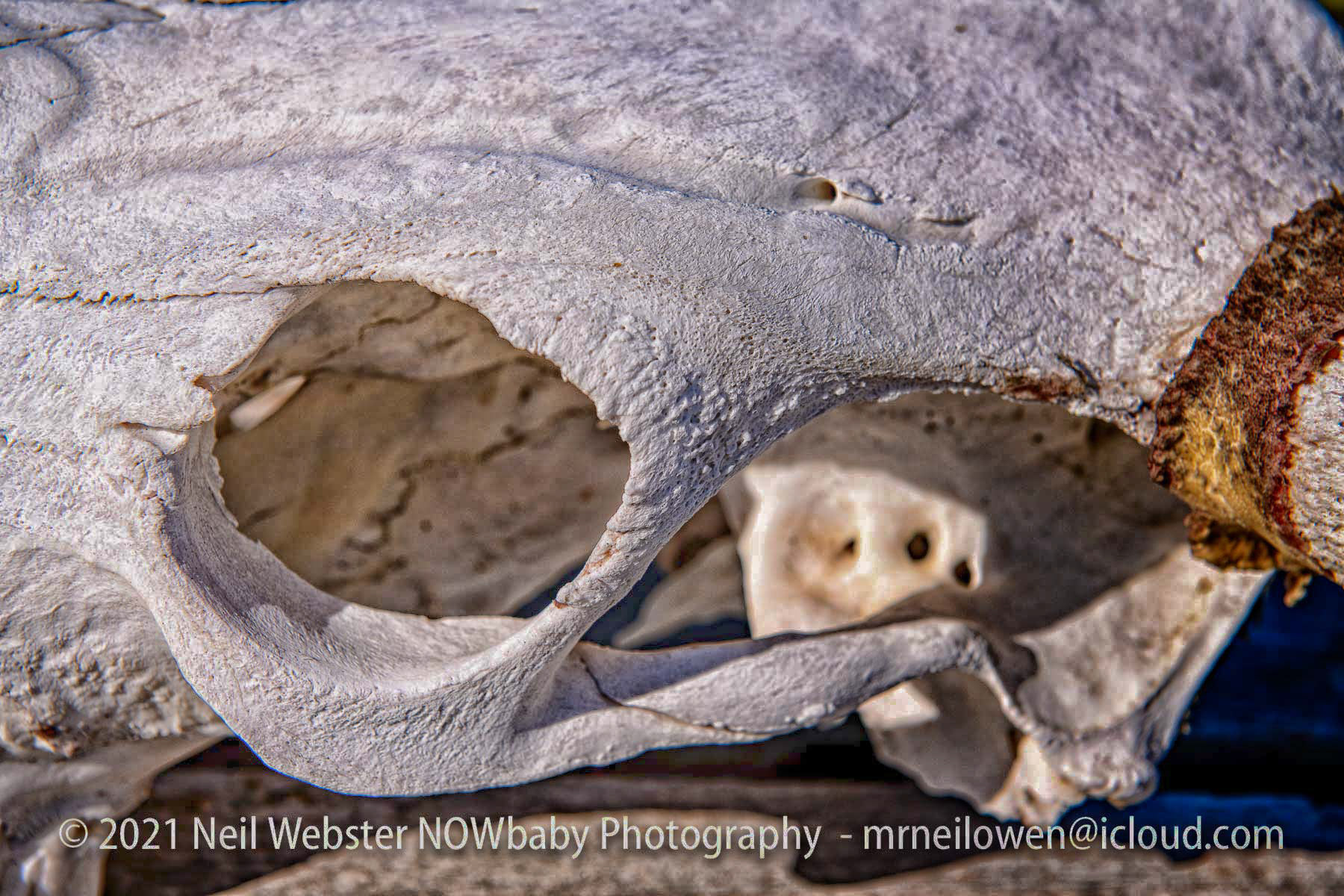 Close up of skull with more detail extraction