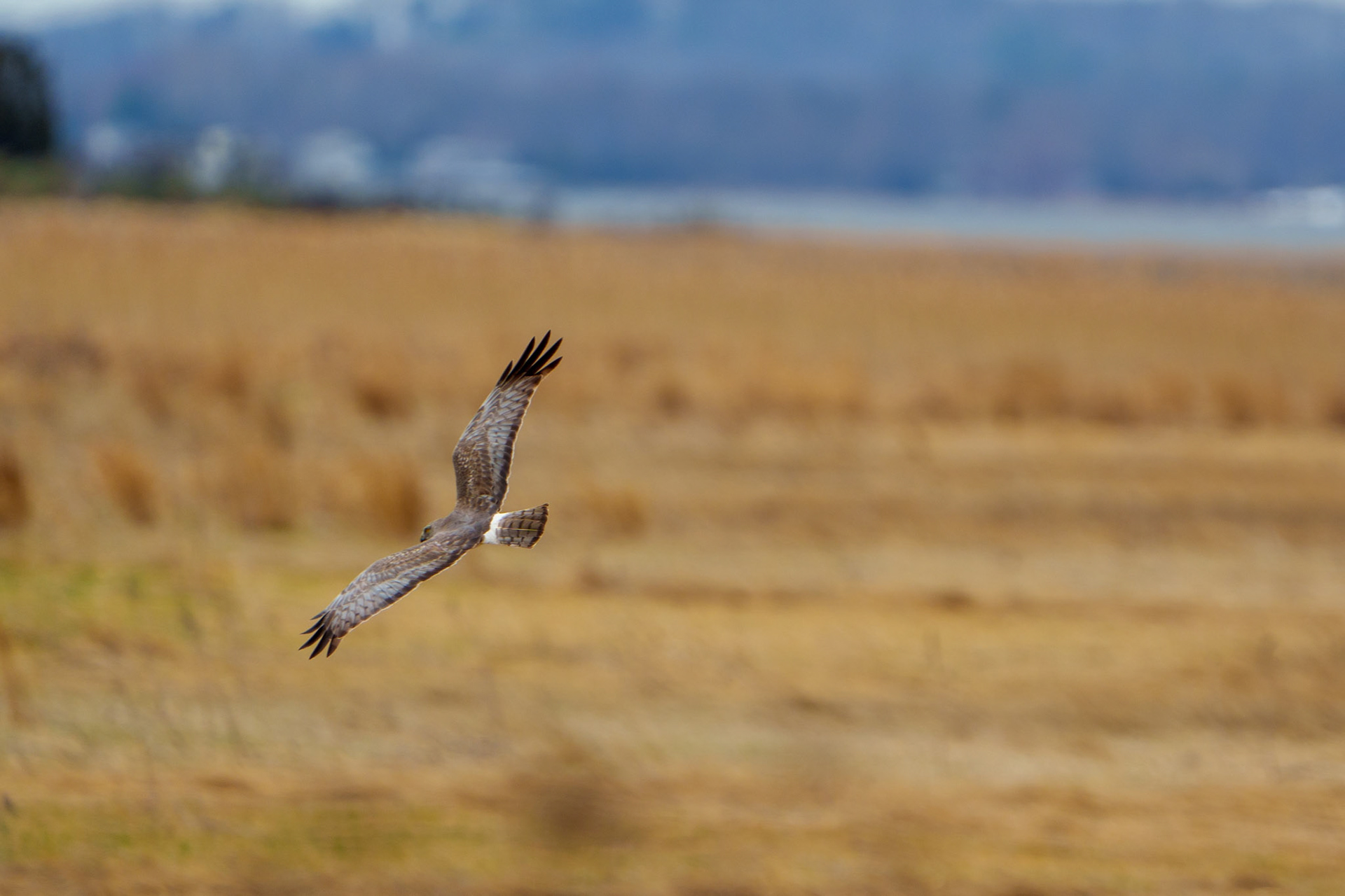 Northern Harrier