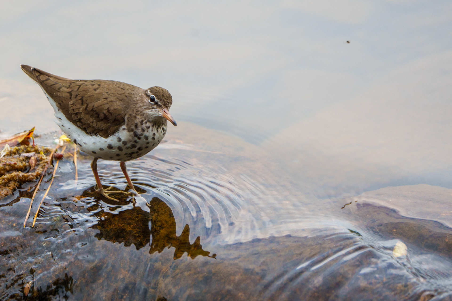 spotted sandpiper