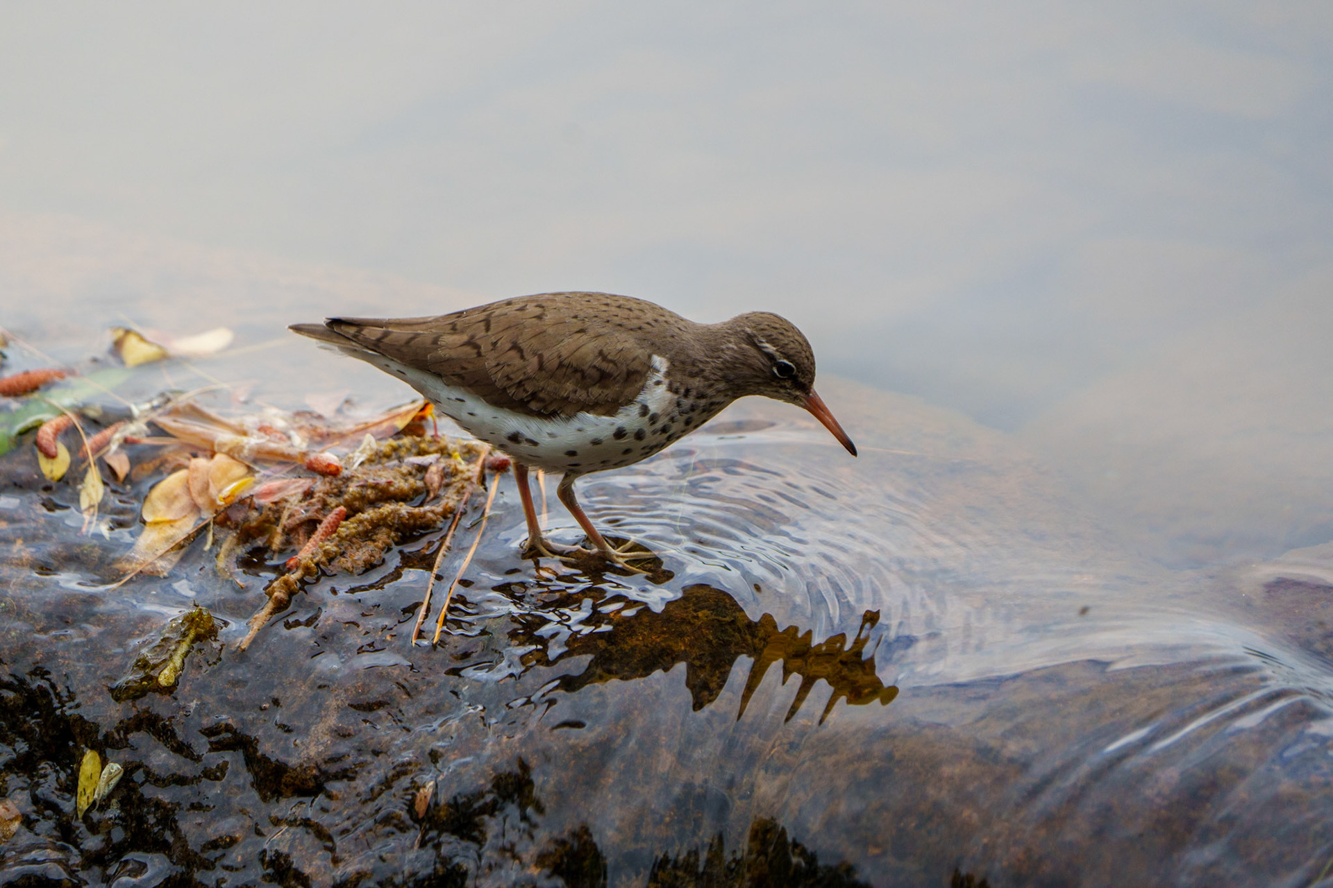 spotted sandpiper