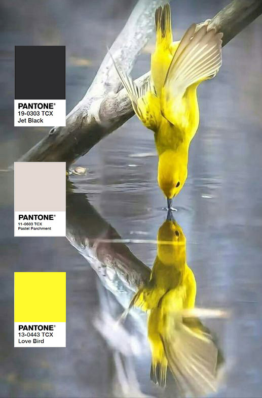 COLOR THEME, 2019