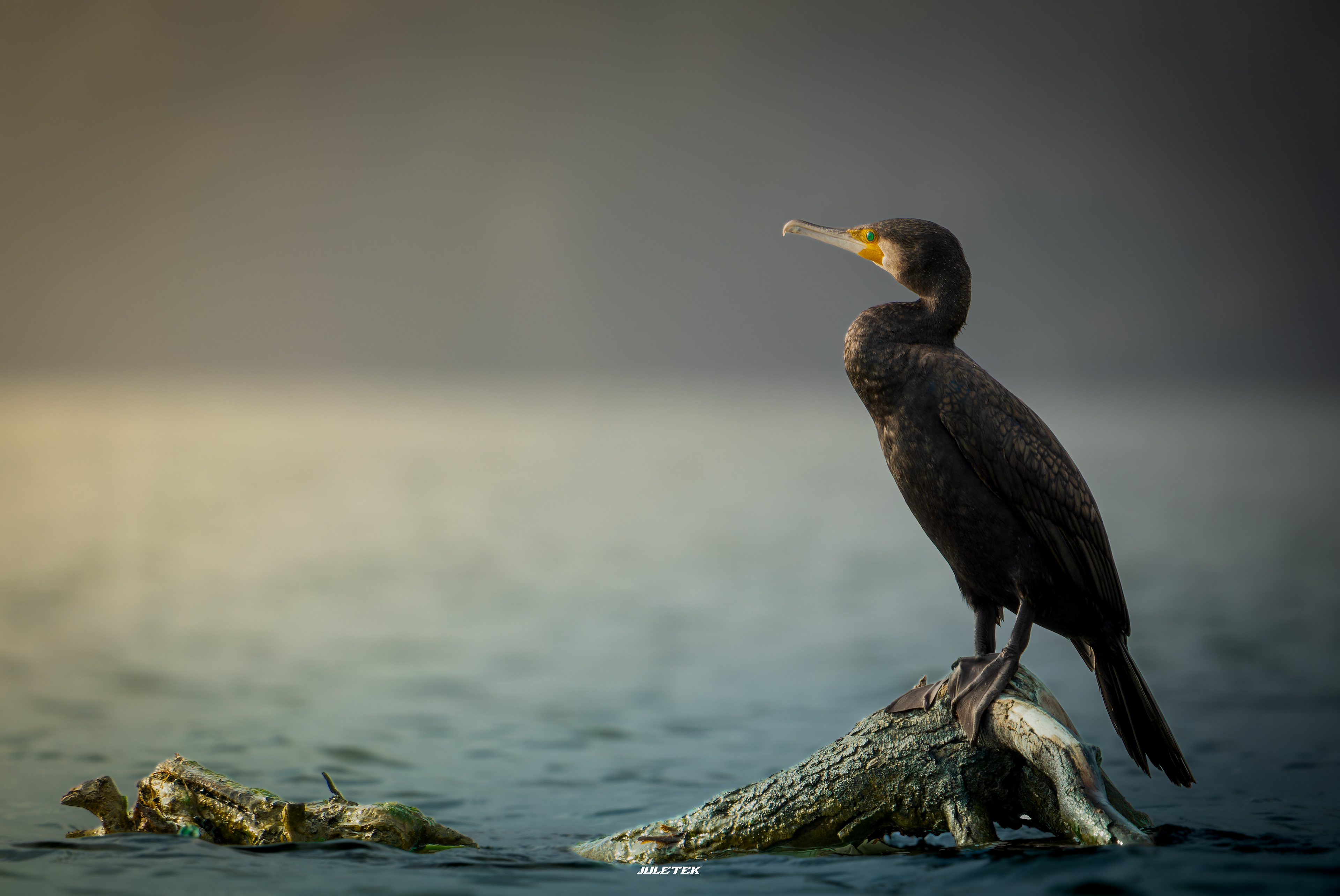 grand cormoran