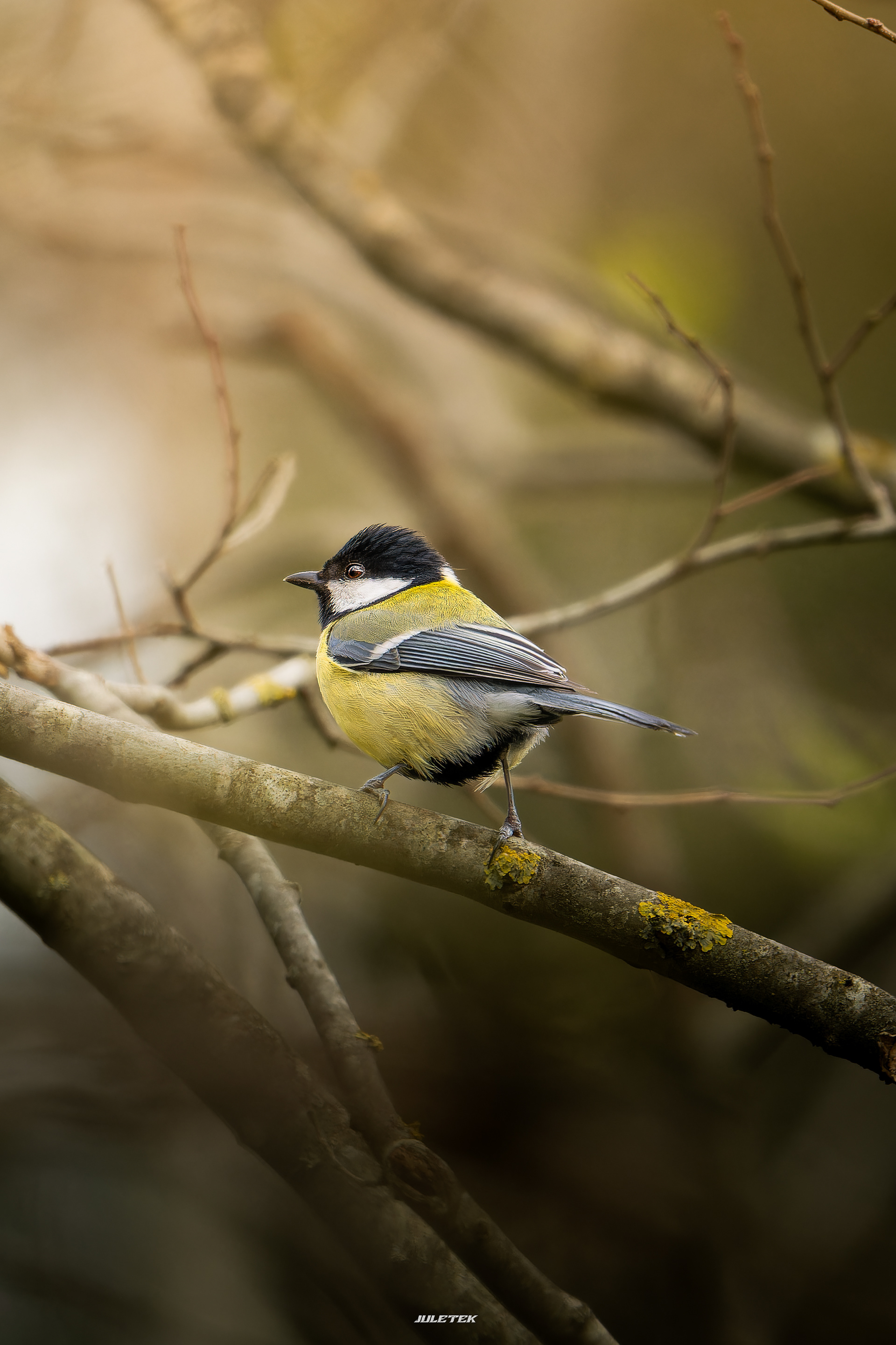 Mésange charbonnière