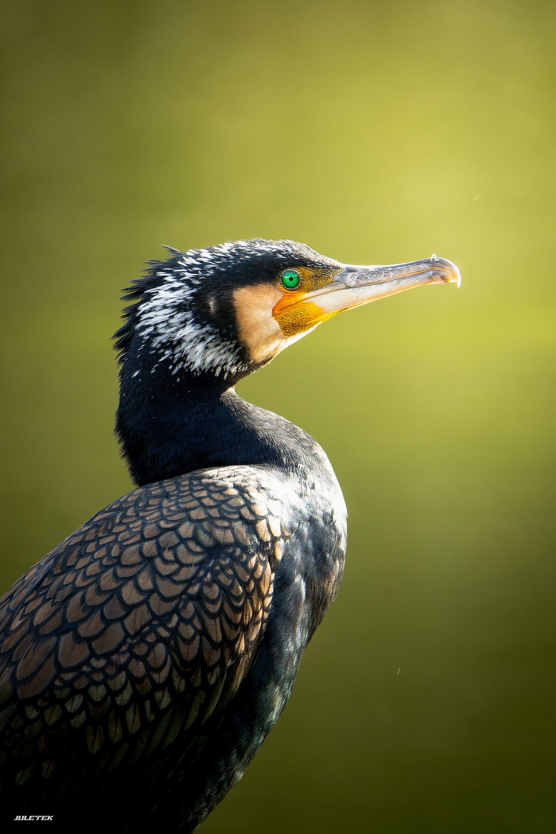 grand cormoran