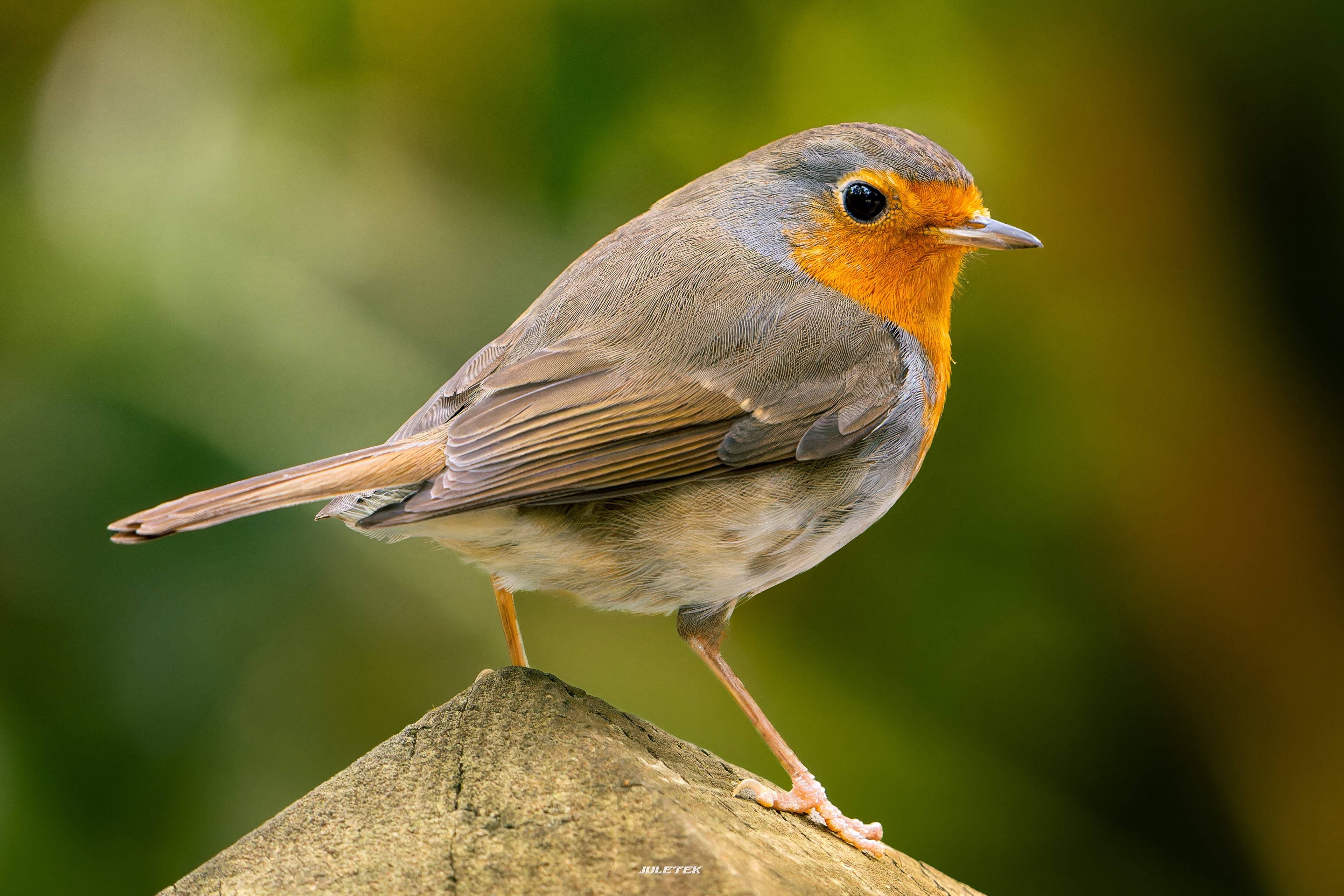 Rouge-gorge familier