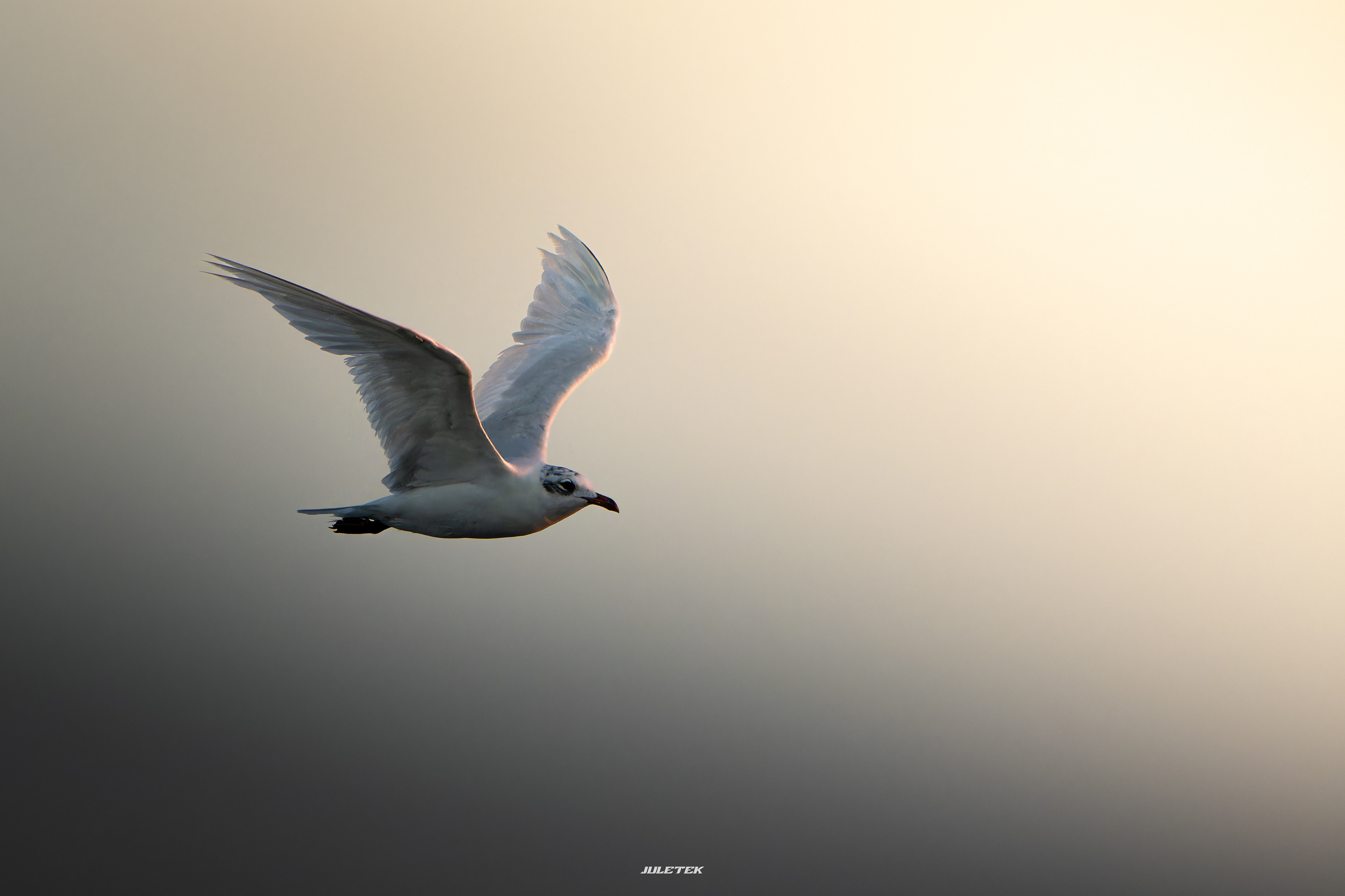 mouette rieuse