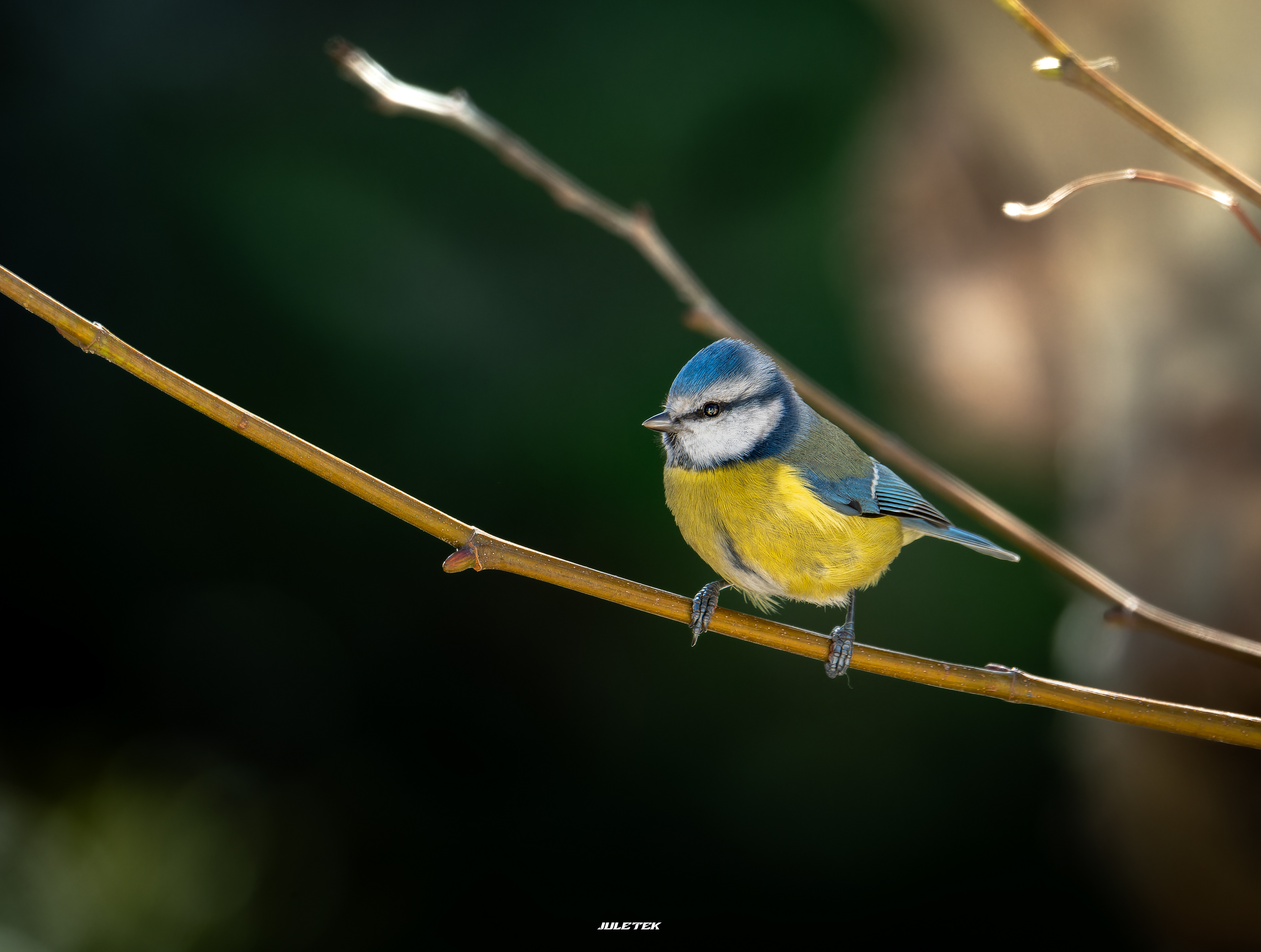 mésange bleue
