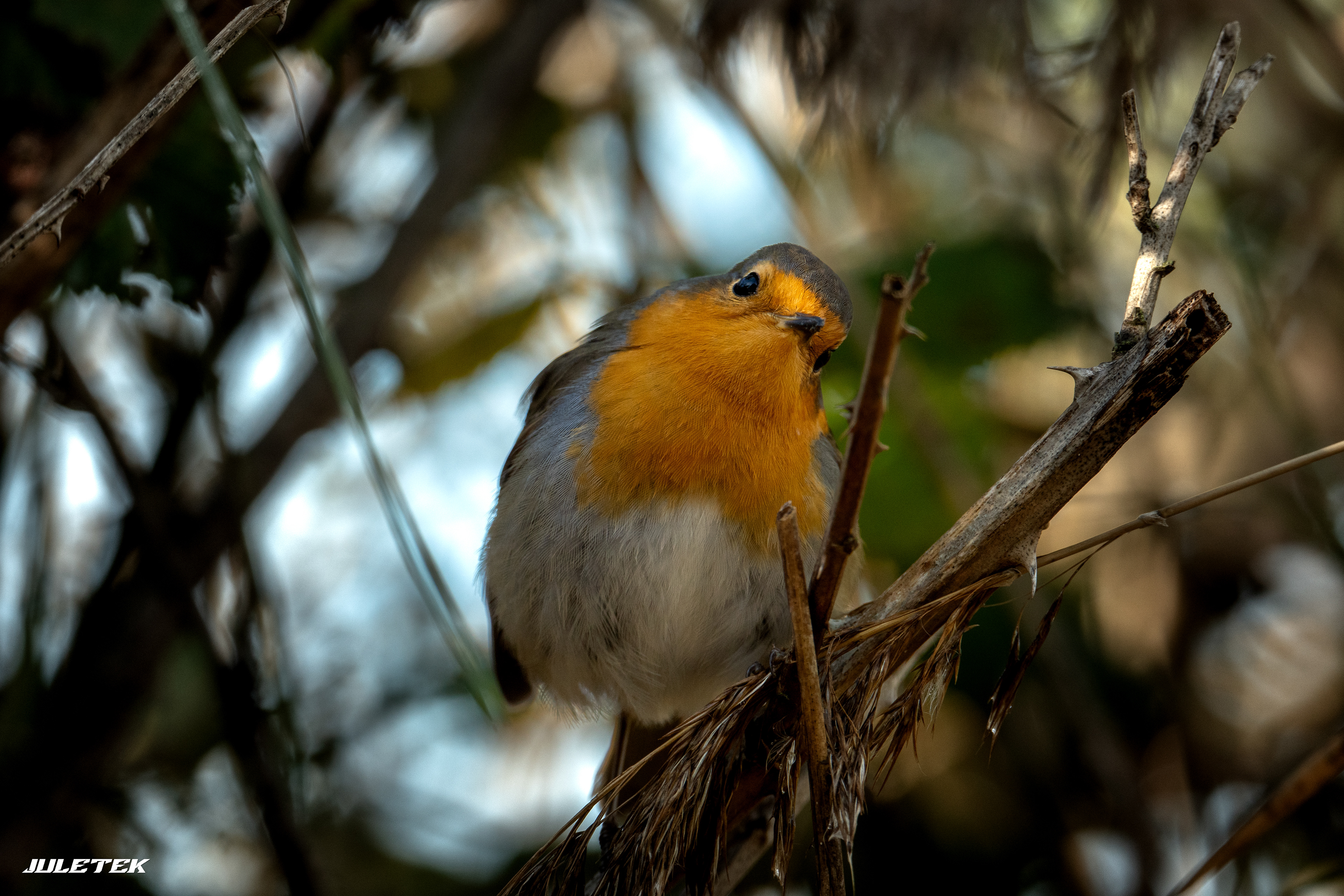 Rouge-gorge familier