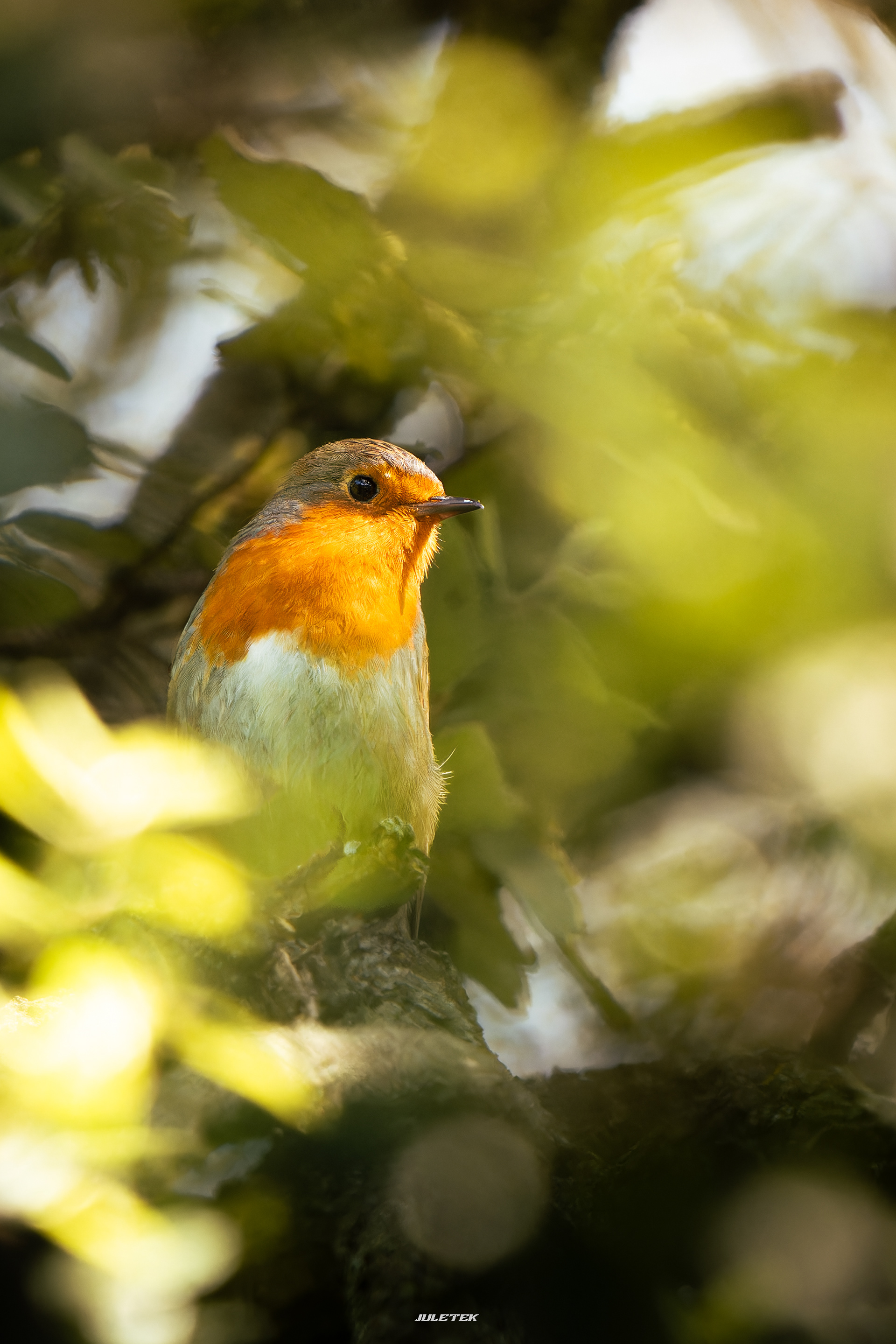 Rouge-gorge familier