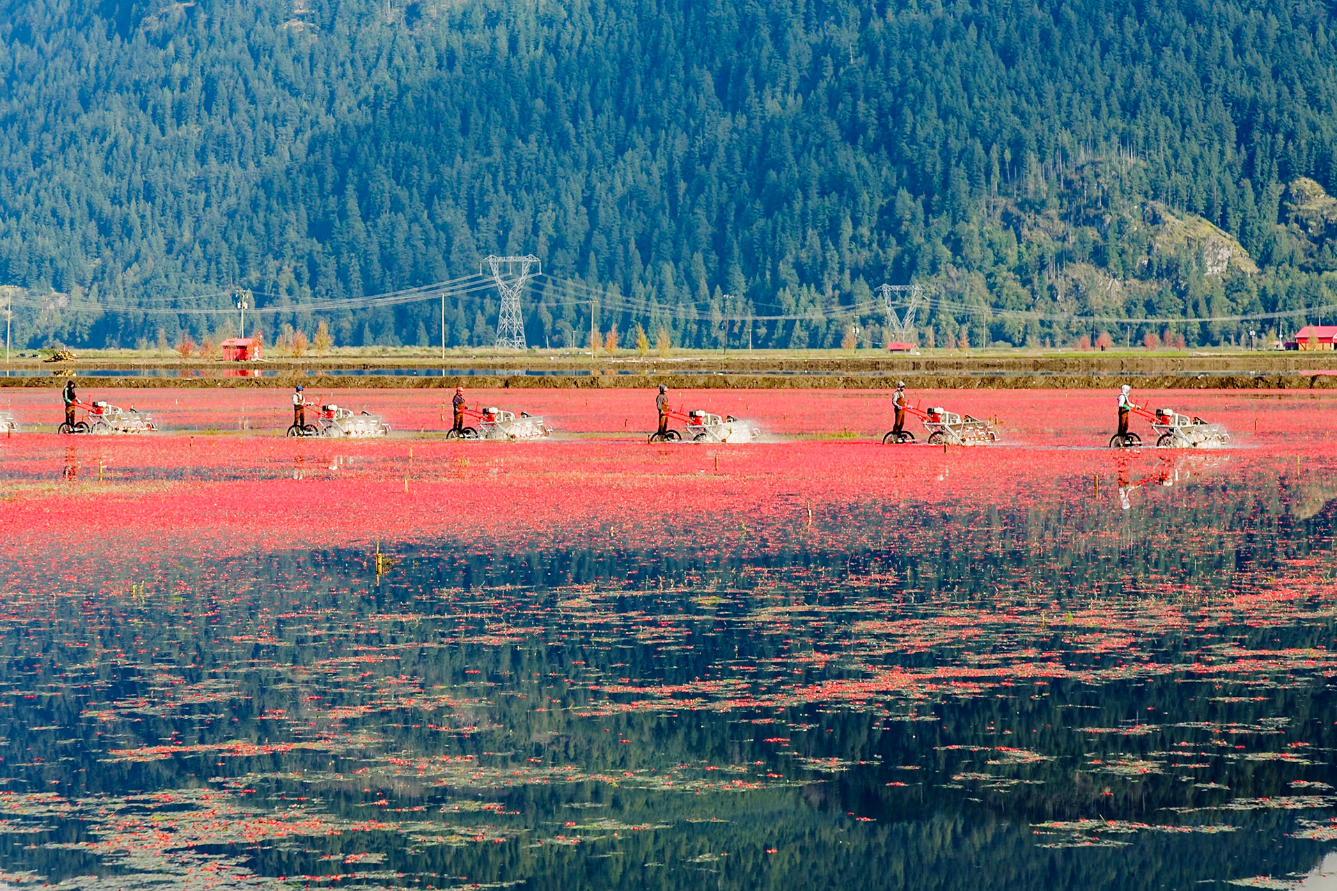 Cranberry Harvest