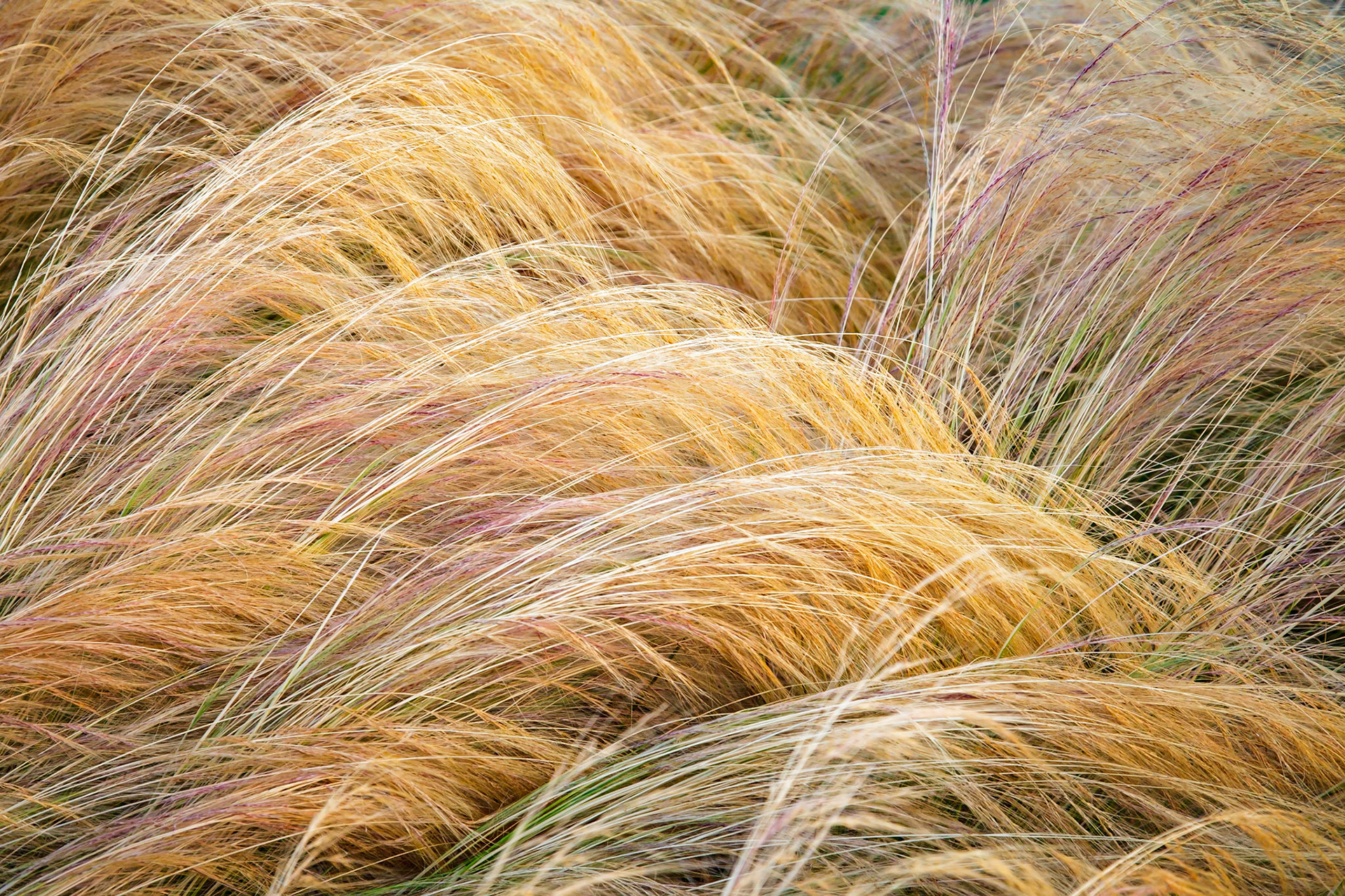 Whidbey Grasses