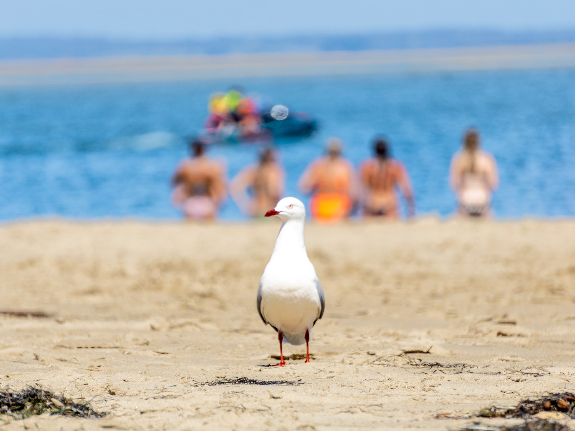 curious seagull at inverlock surf beach victoria australia 