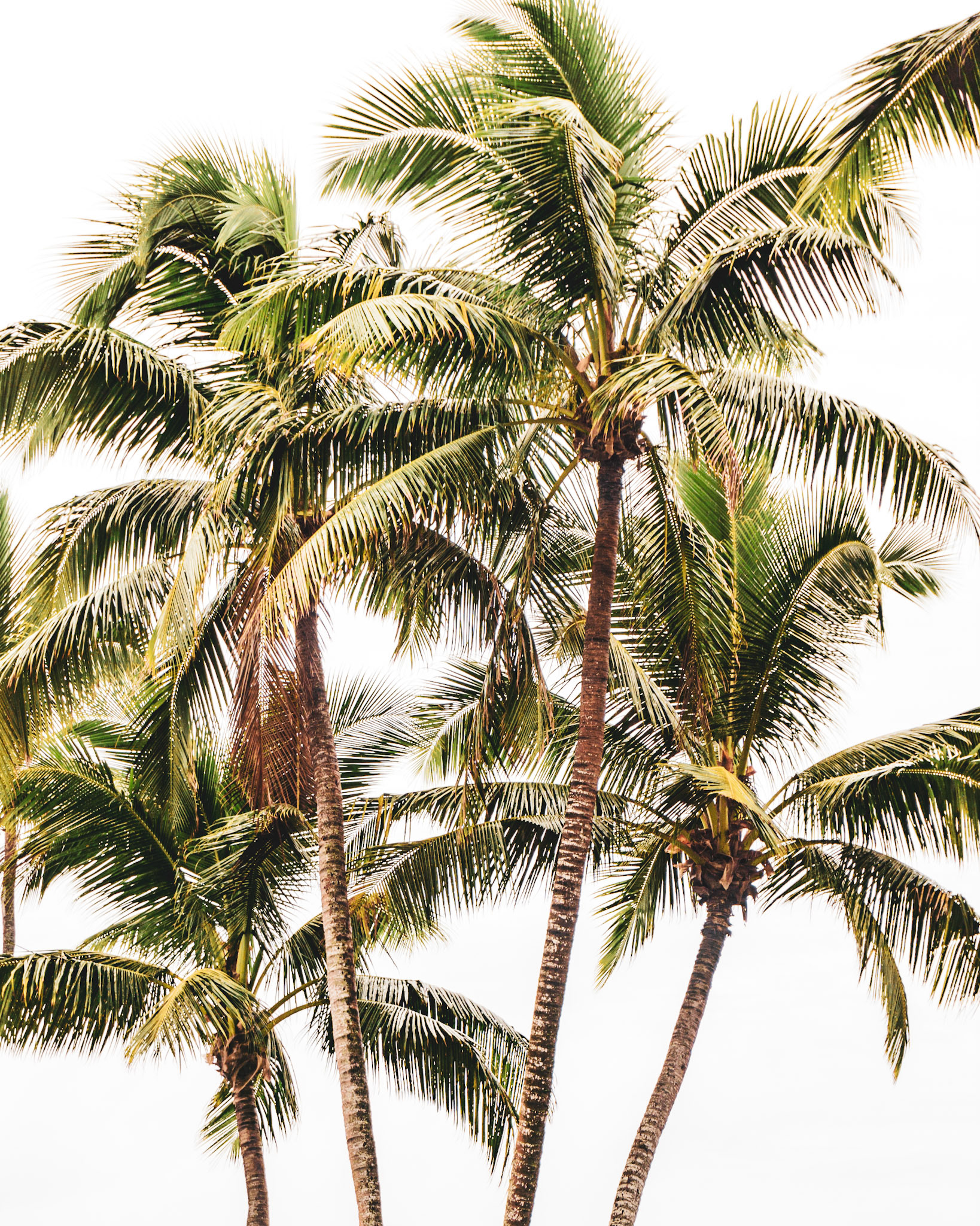 palm trees on white background