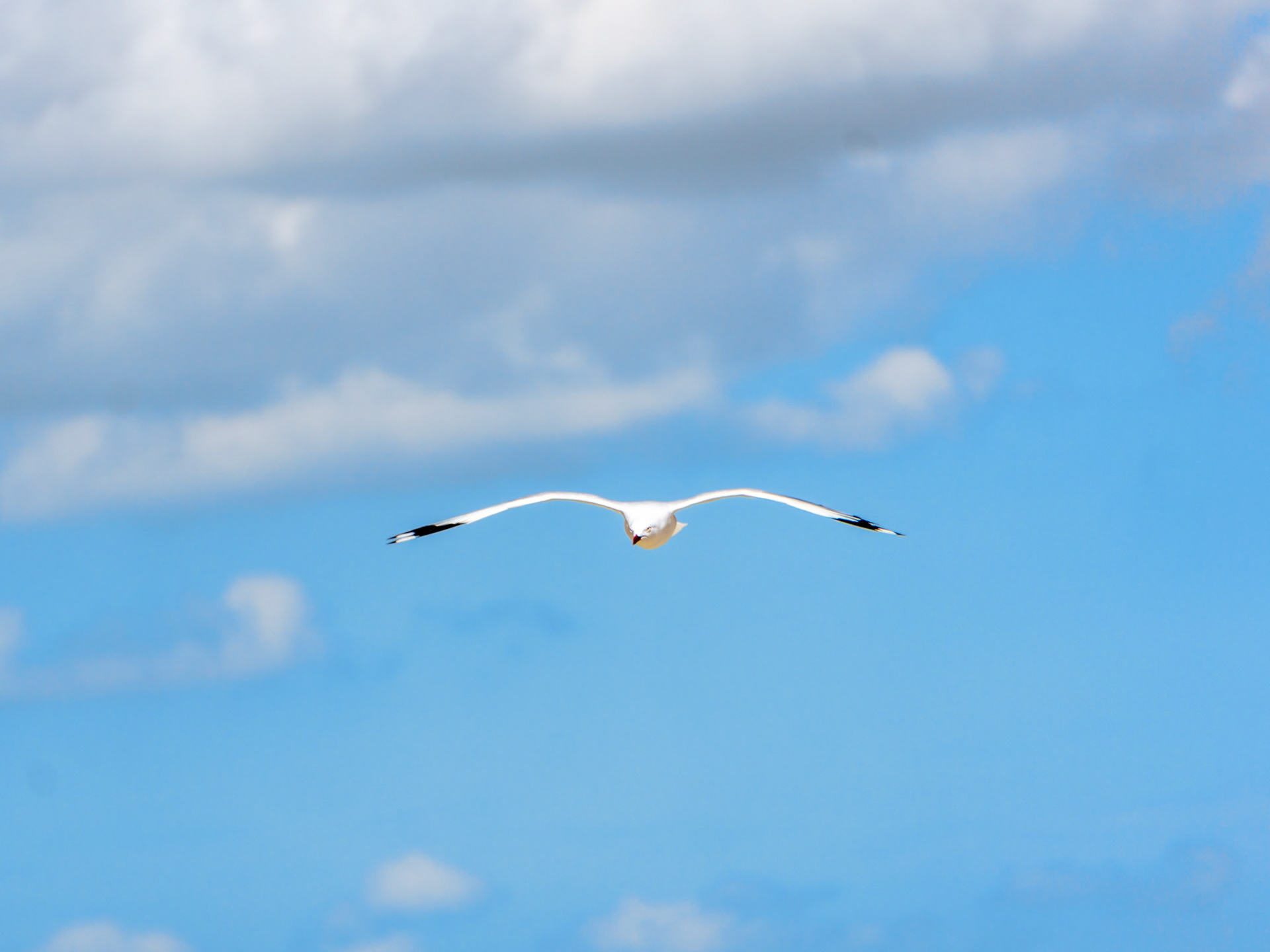 a seagul spreading its wings mid-flight