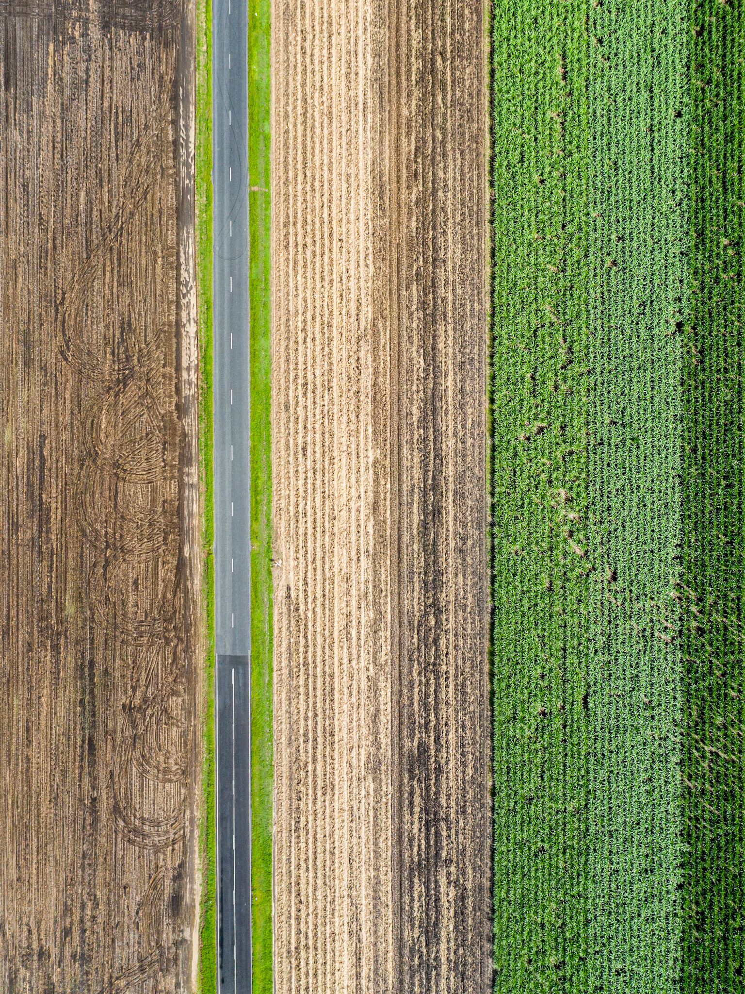 drone view of a sugar cane farm  during harvest