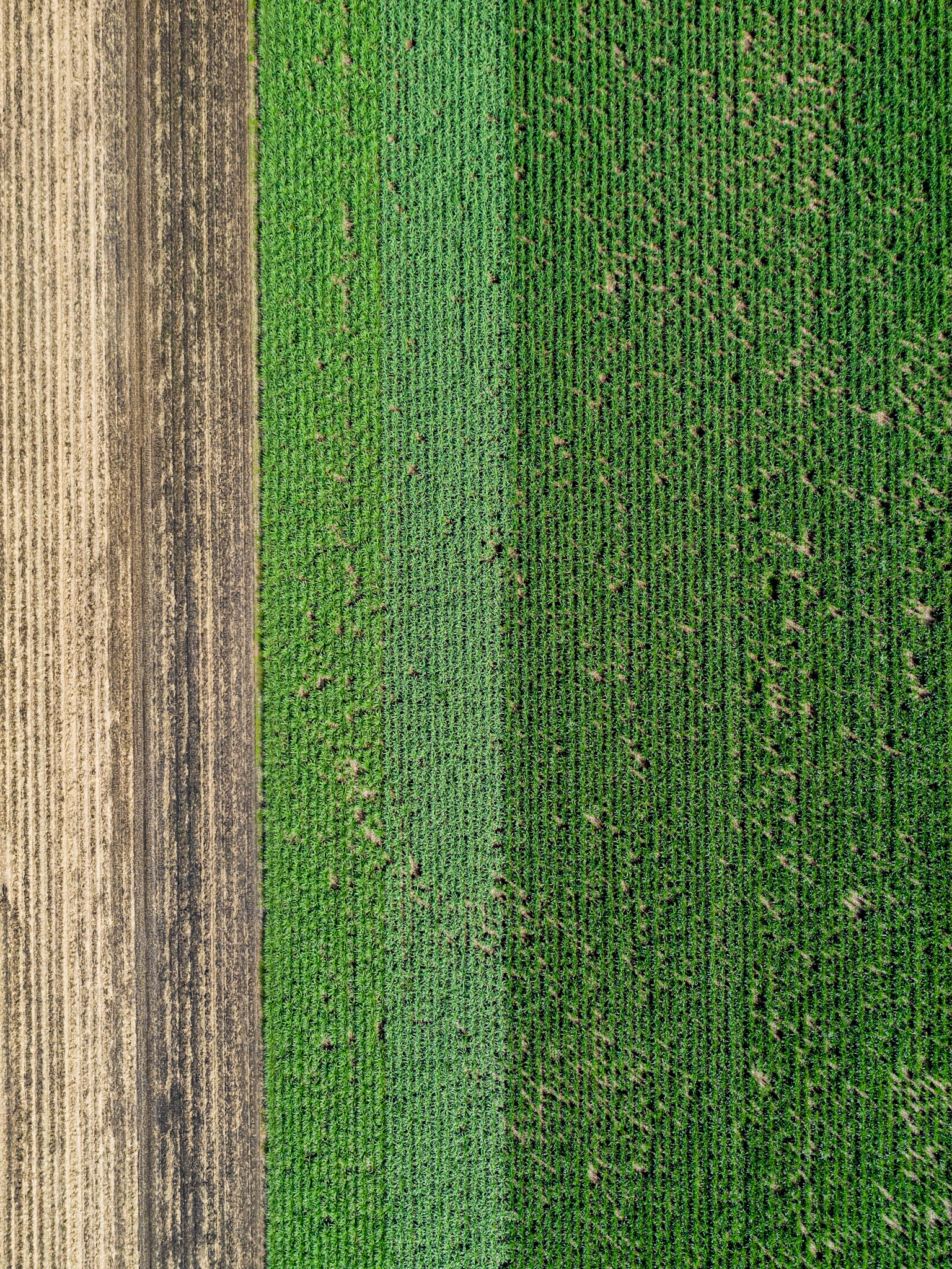 aerial view of a sugar cane farm in cairns queensland australia