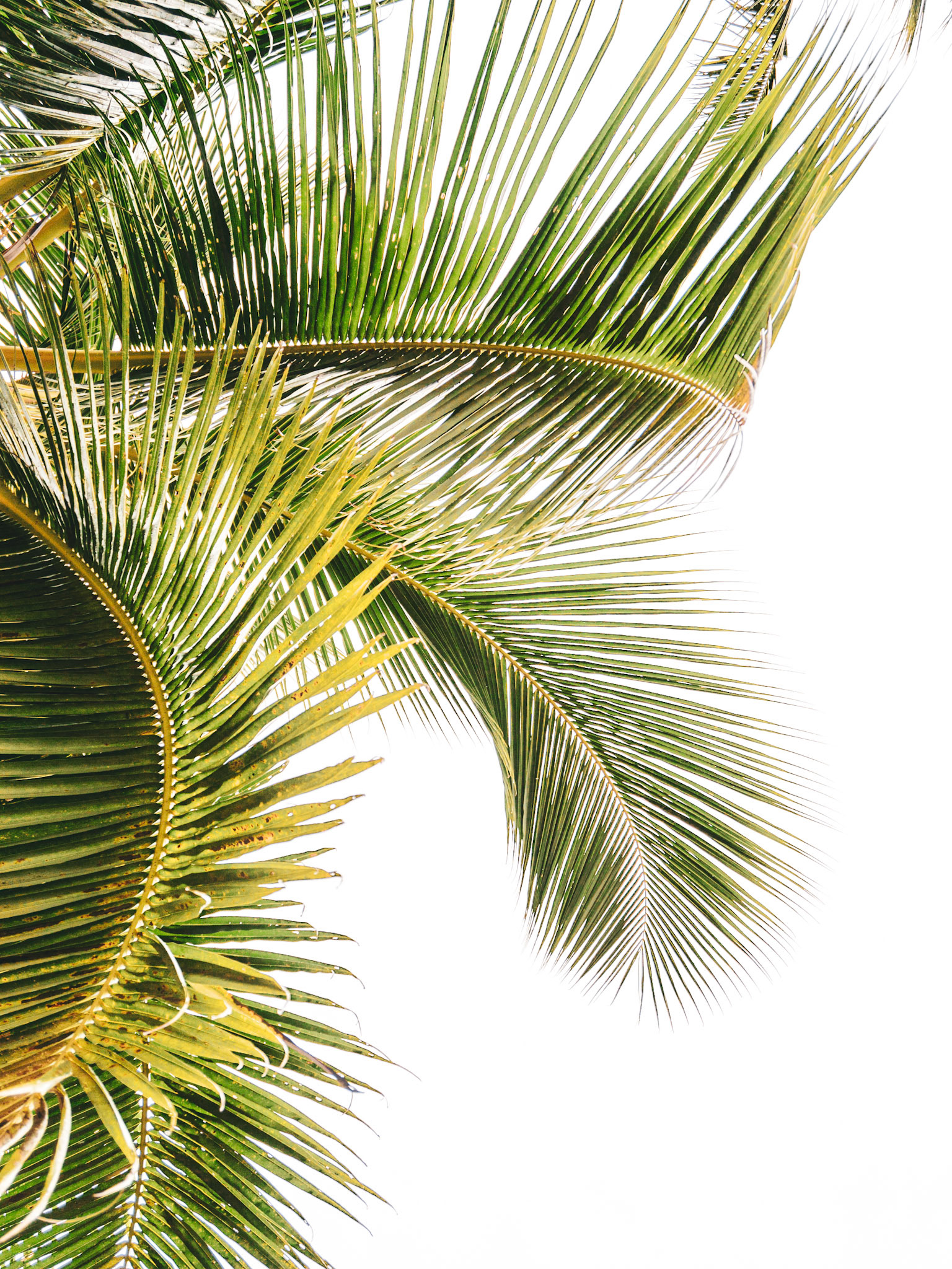palm leaves 