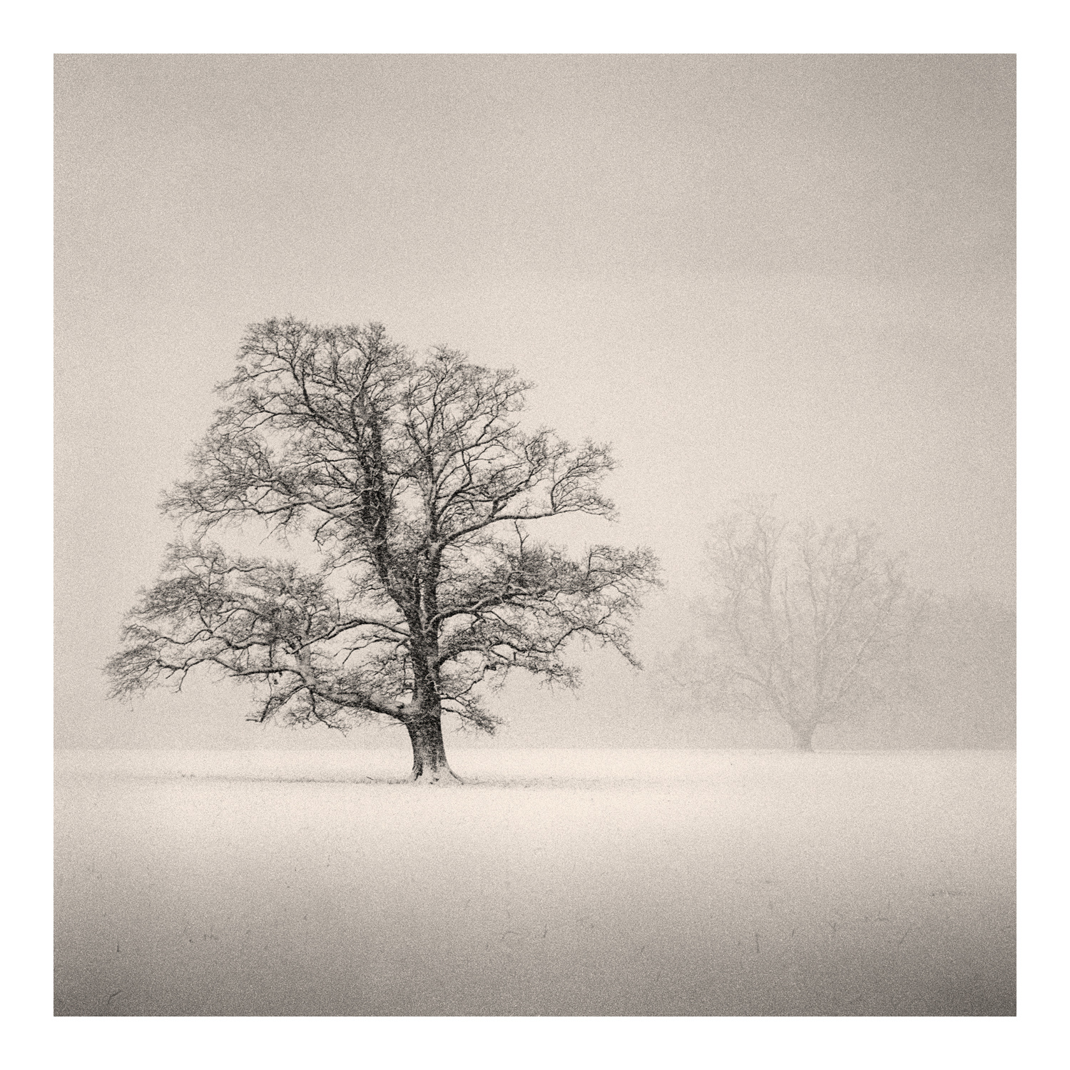 Print entitled "Two Oaks in Snow" by Fine Art Photographer Colin Ironside Homes