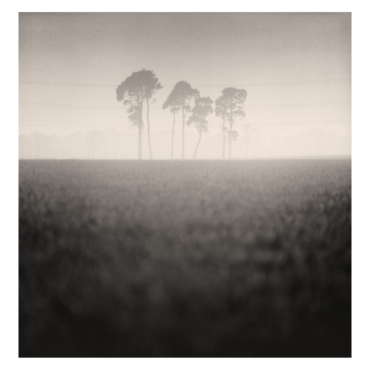Print entitled "Trees in Mist" by Fine Art Photographer Colin Ironside Homes