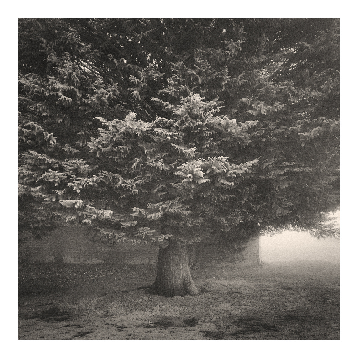Fine Art Photograph by Colin Ironside Homes entitled "Prestongrange Tree" Prestongrange Estate, East Lothian