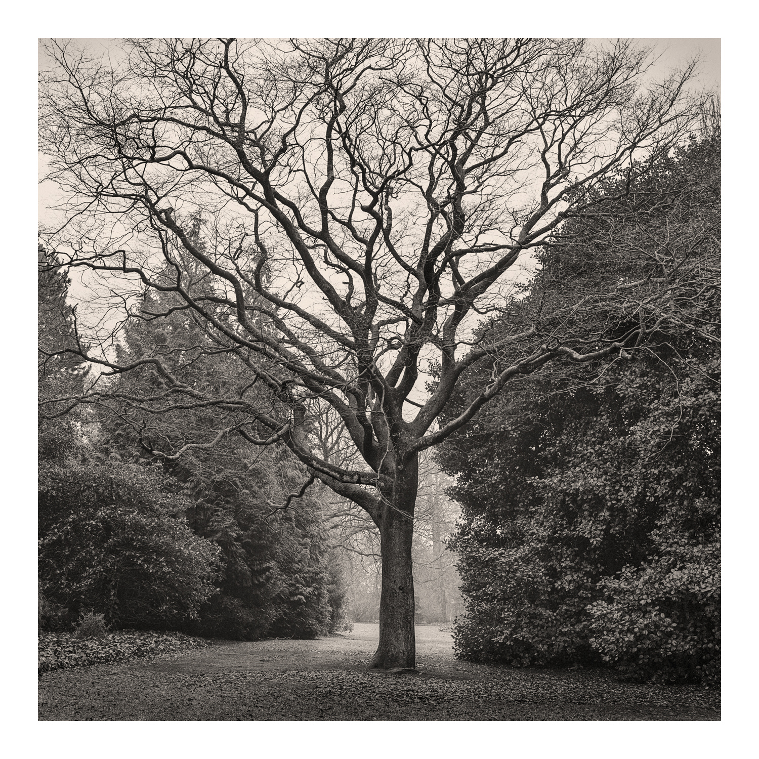 Print entitled "Bare Tree" Edinburgh by Fine Art Photographer Colin Ironside Homes