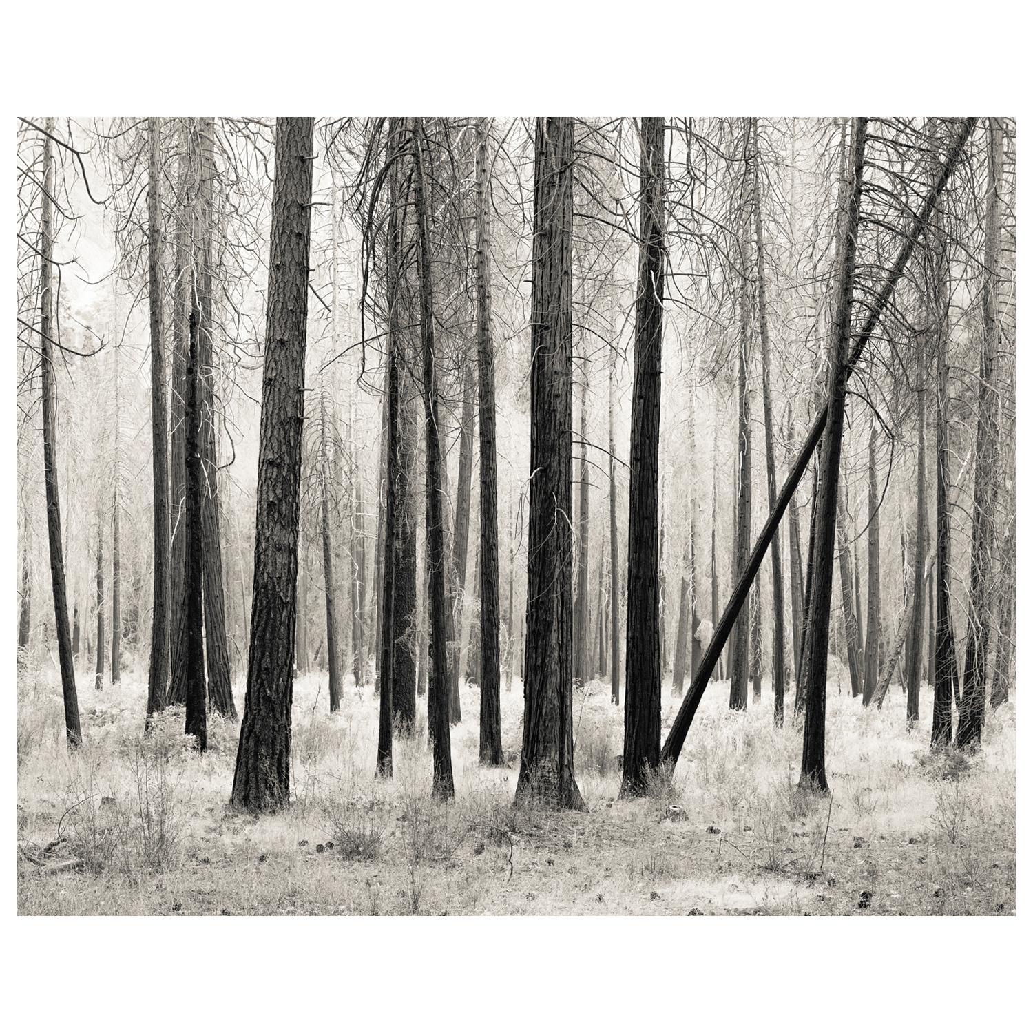 Print entitled "Half Light" Yosemite by Fine Art Photographer Colin Ironside Homes