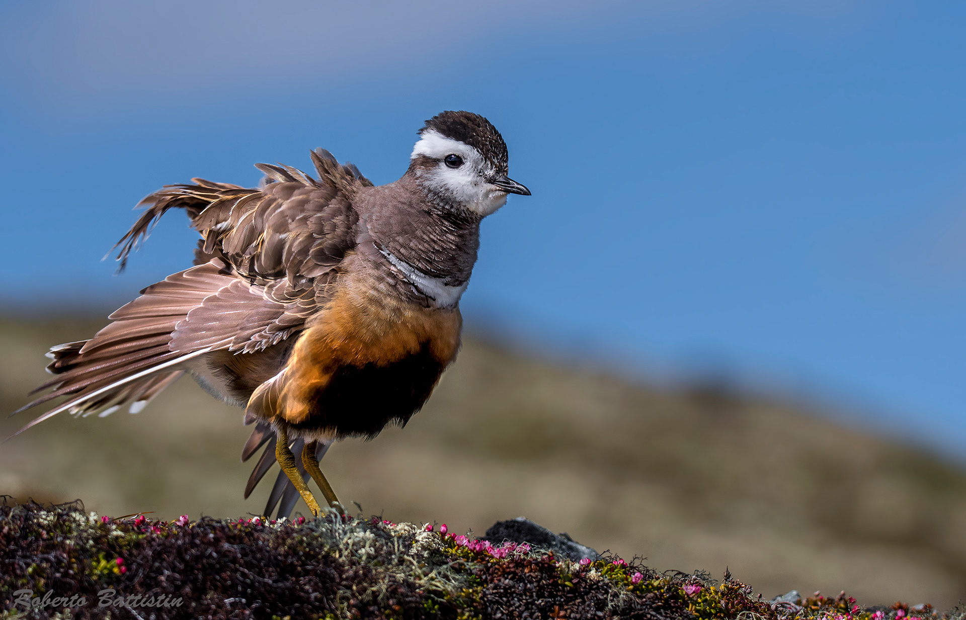 Norvegia - piviere tortolino