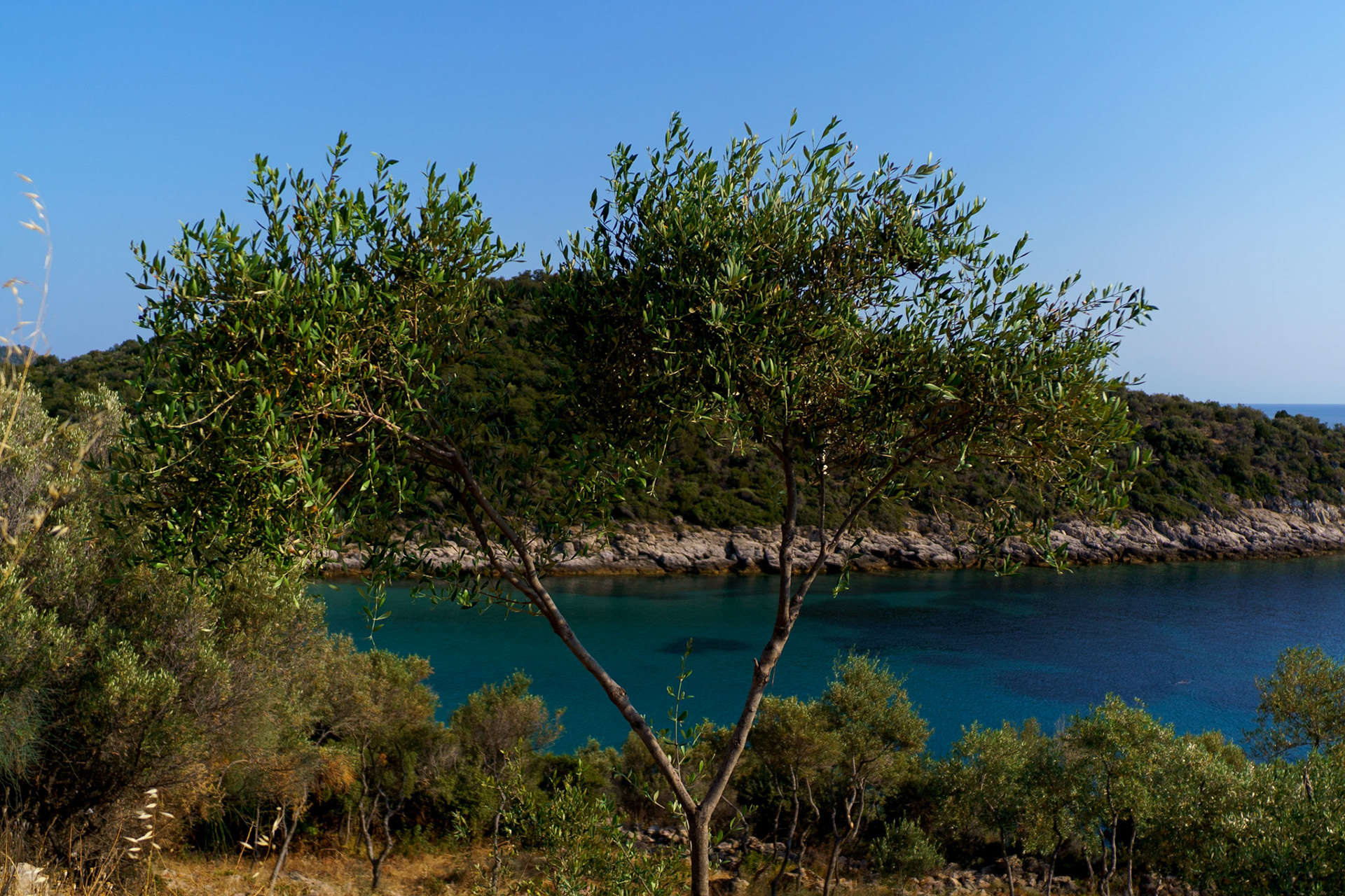 Baby Olive - Thassos