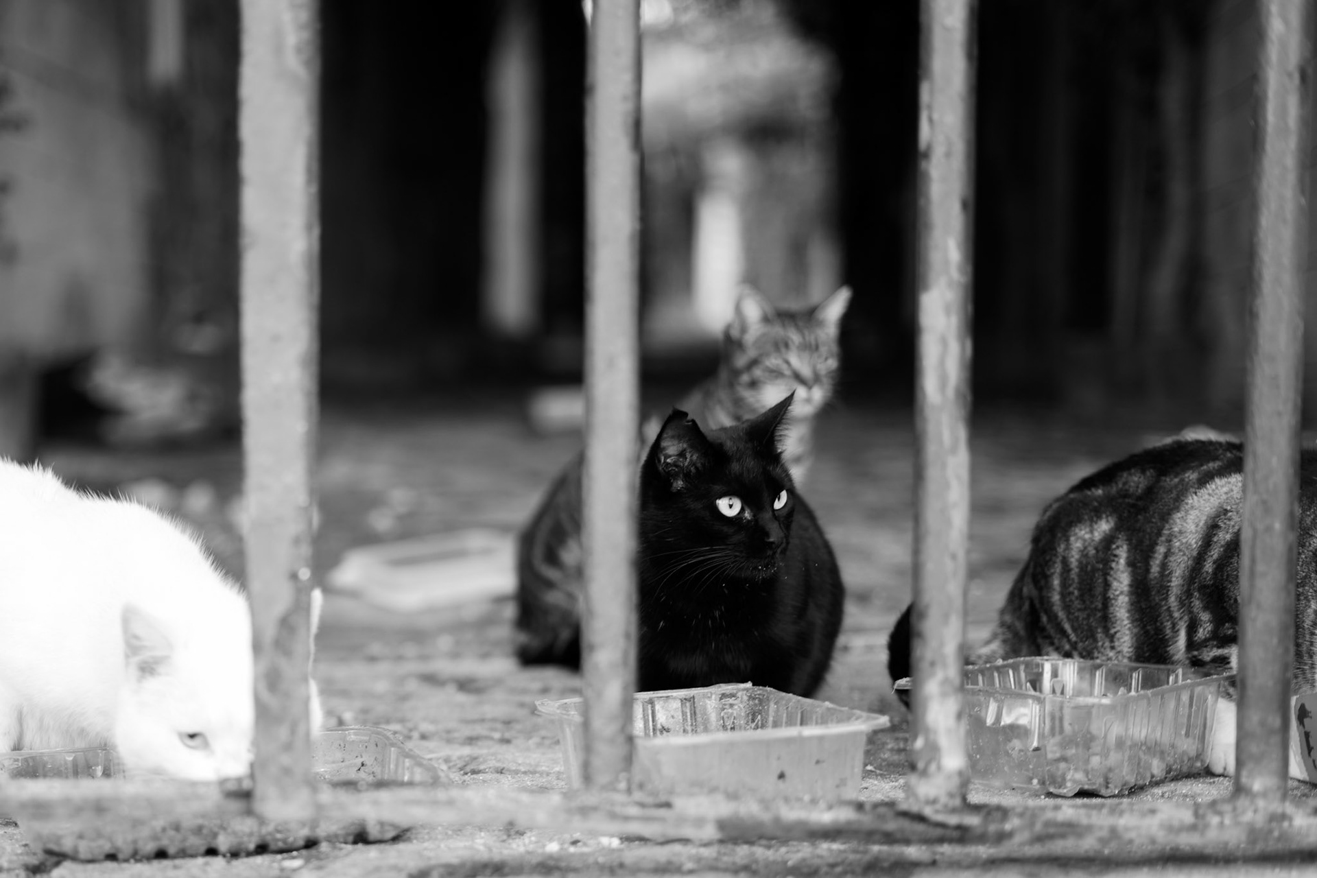 Feed me Or... - Andalusian Cats
