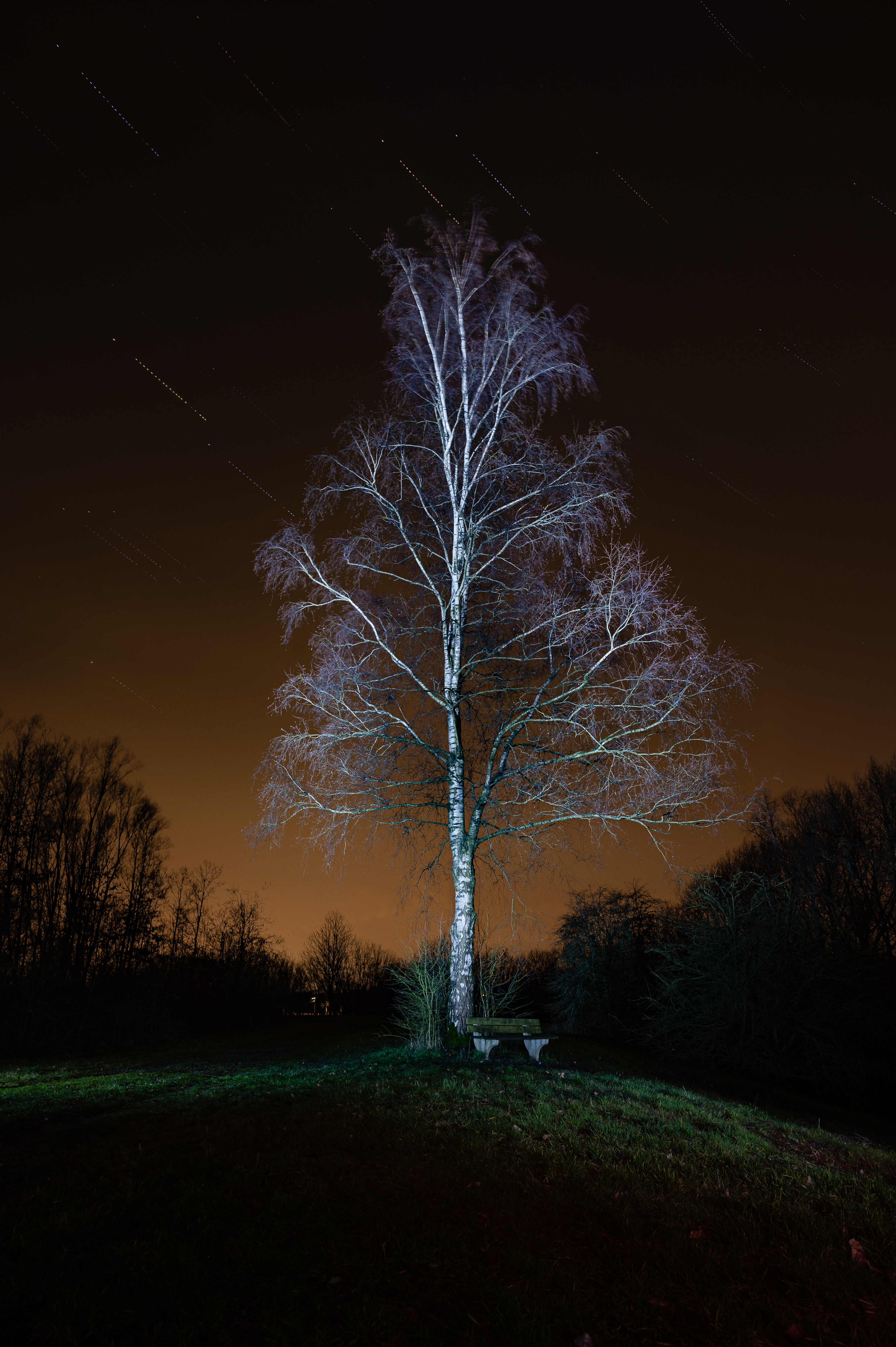Orveytbos, lightpainted & stacked