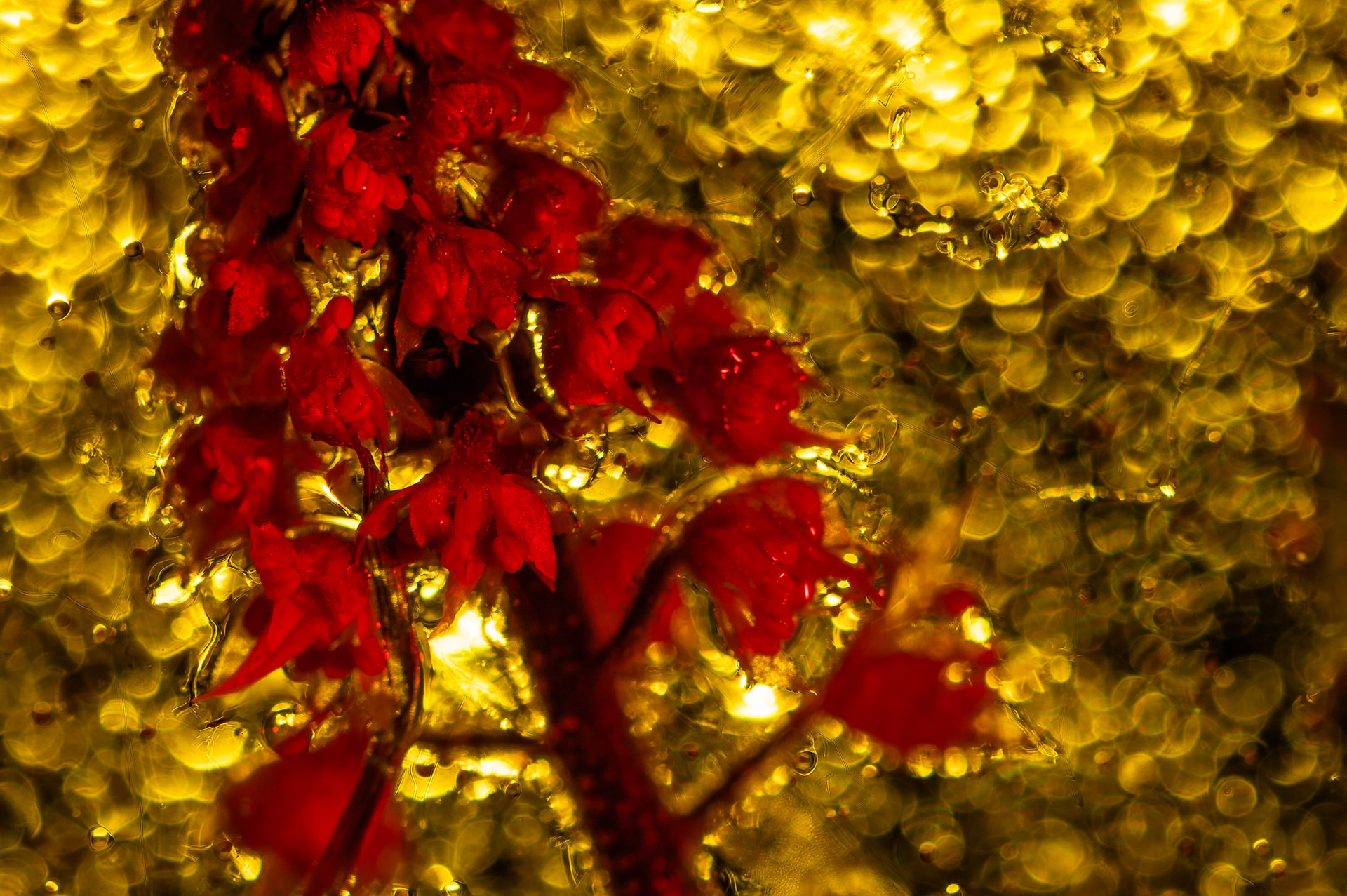 Flowers, locked in 