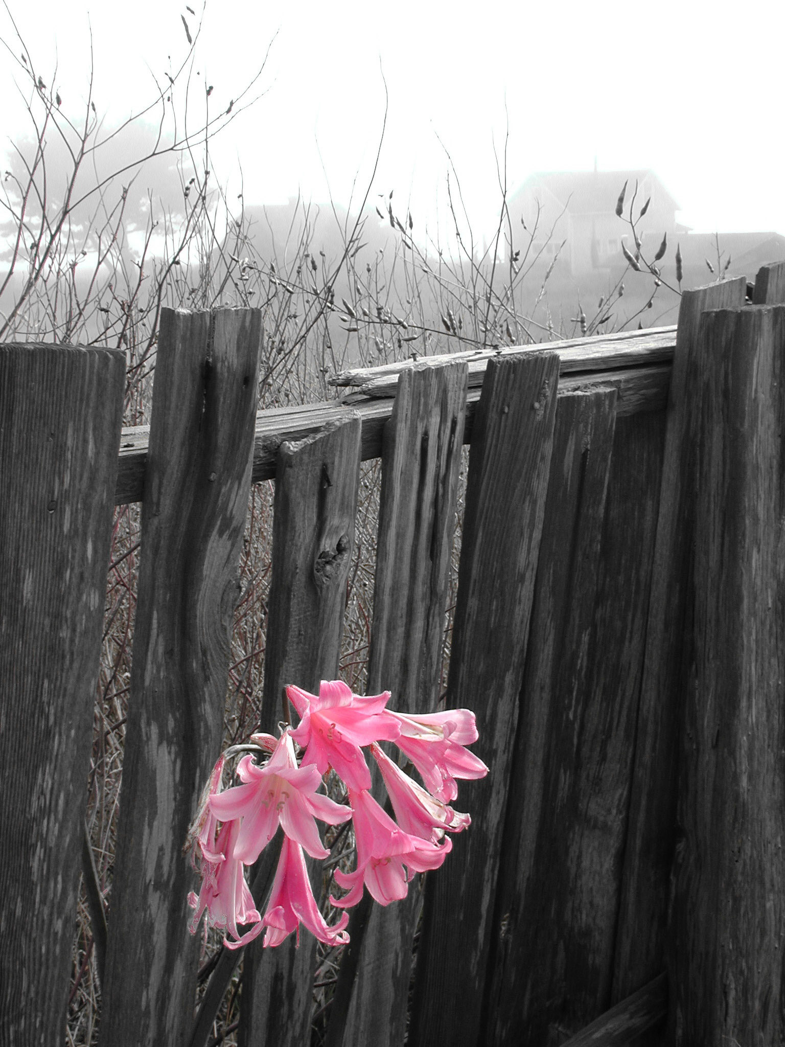 mendocino fence, , in Mendocino, CA USA