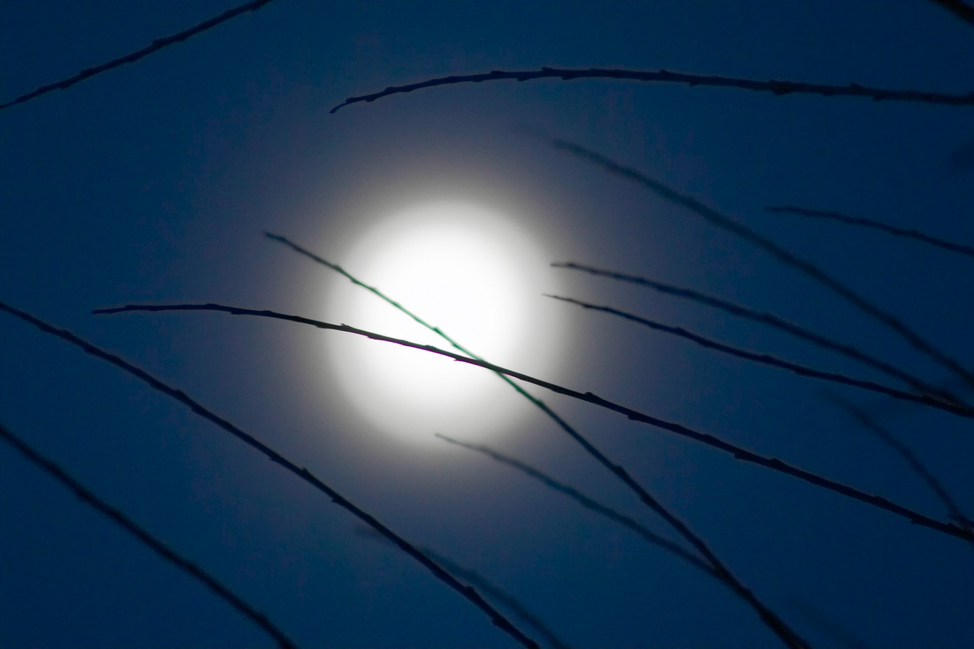 Reeds across a full moon,  Staten Island, NY USA
